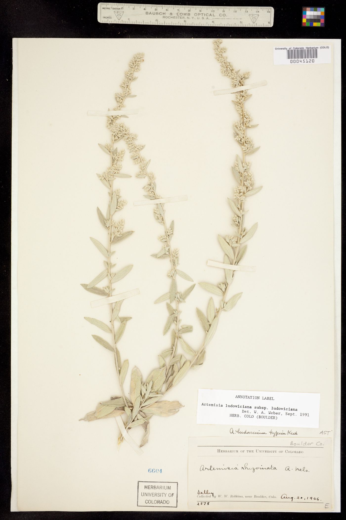 Artemisia ludoviciana ssp. ludoviciana image