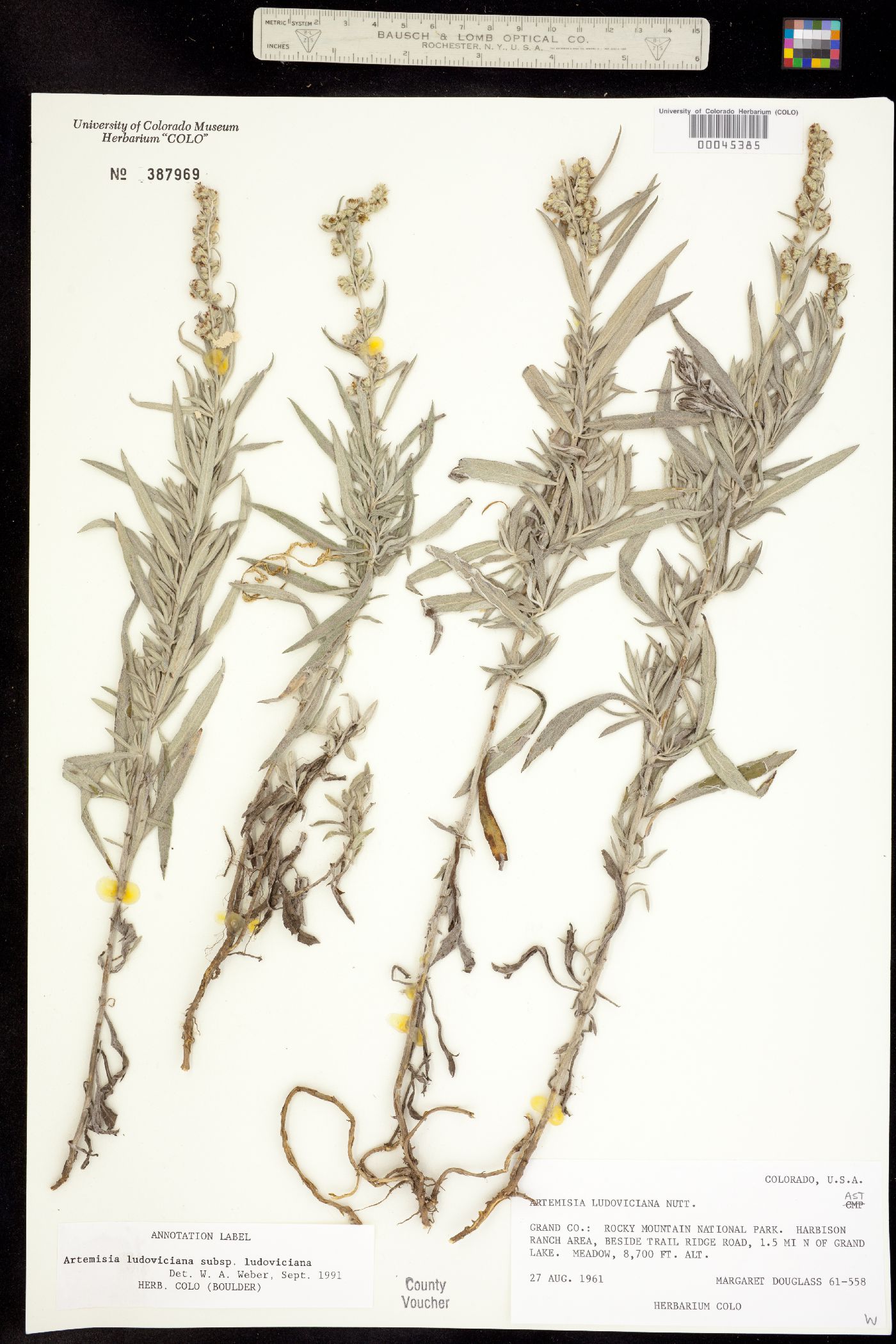Artemisia ludoviciana ssp. ludoviciana image
