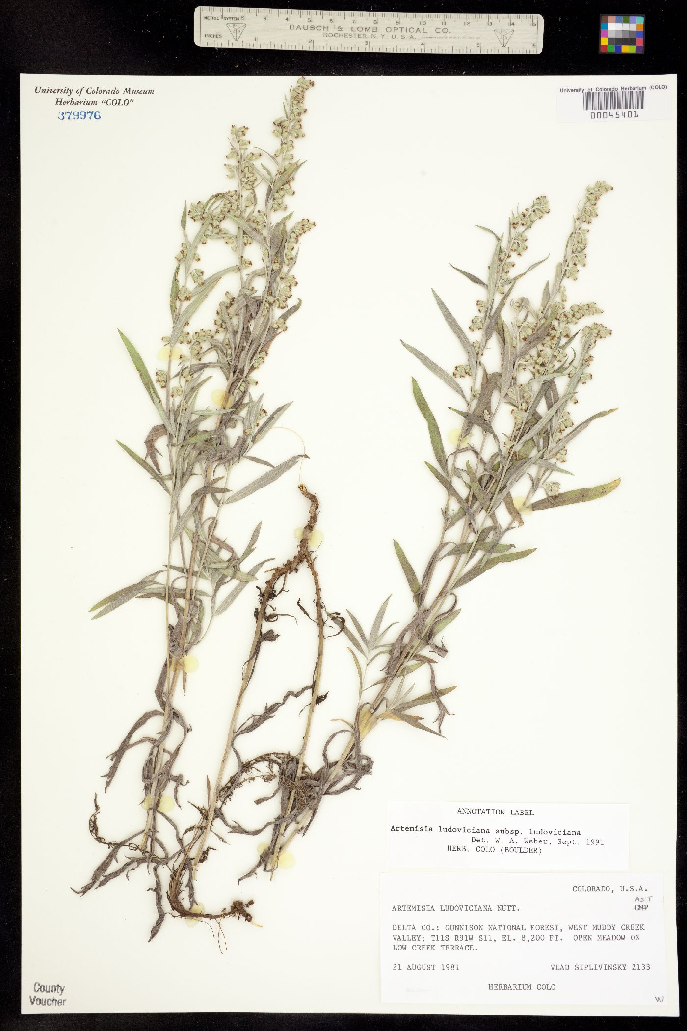 Artemisia ludoviciana ssp. ludoviciana image