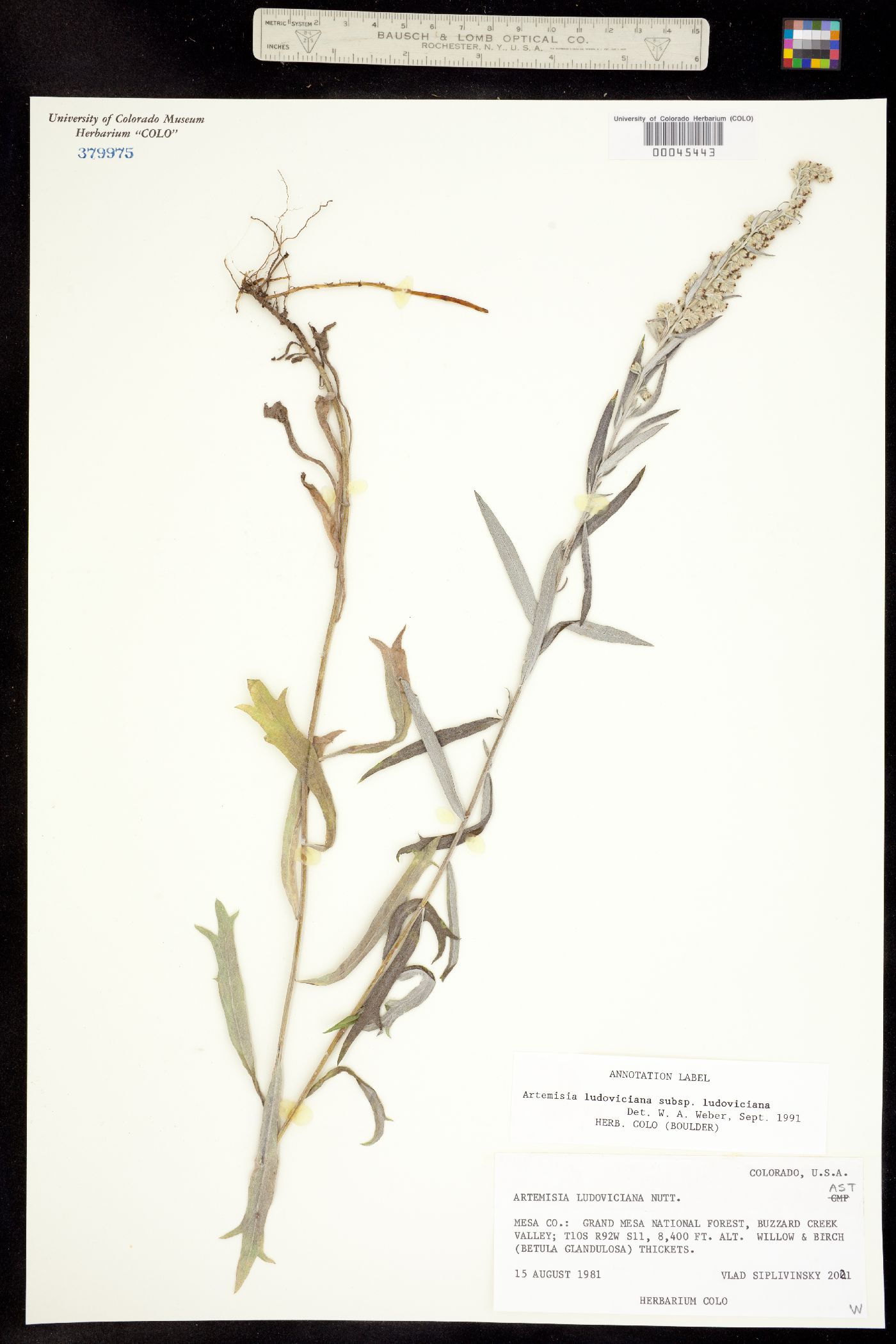 Artemisia ludoviciana ssp. ludoviciana image