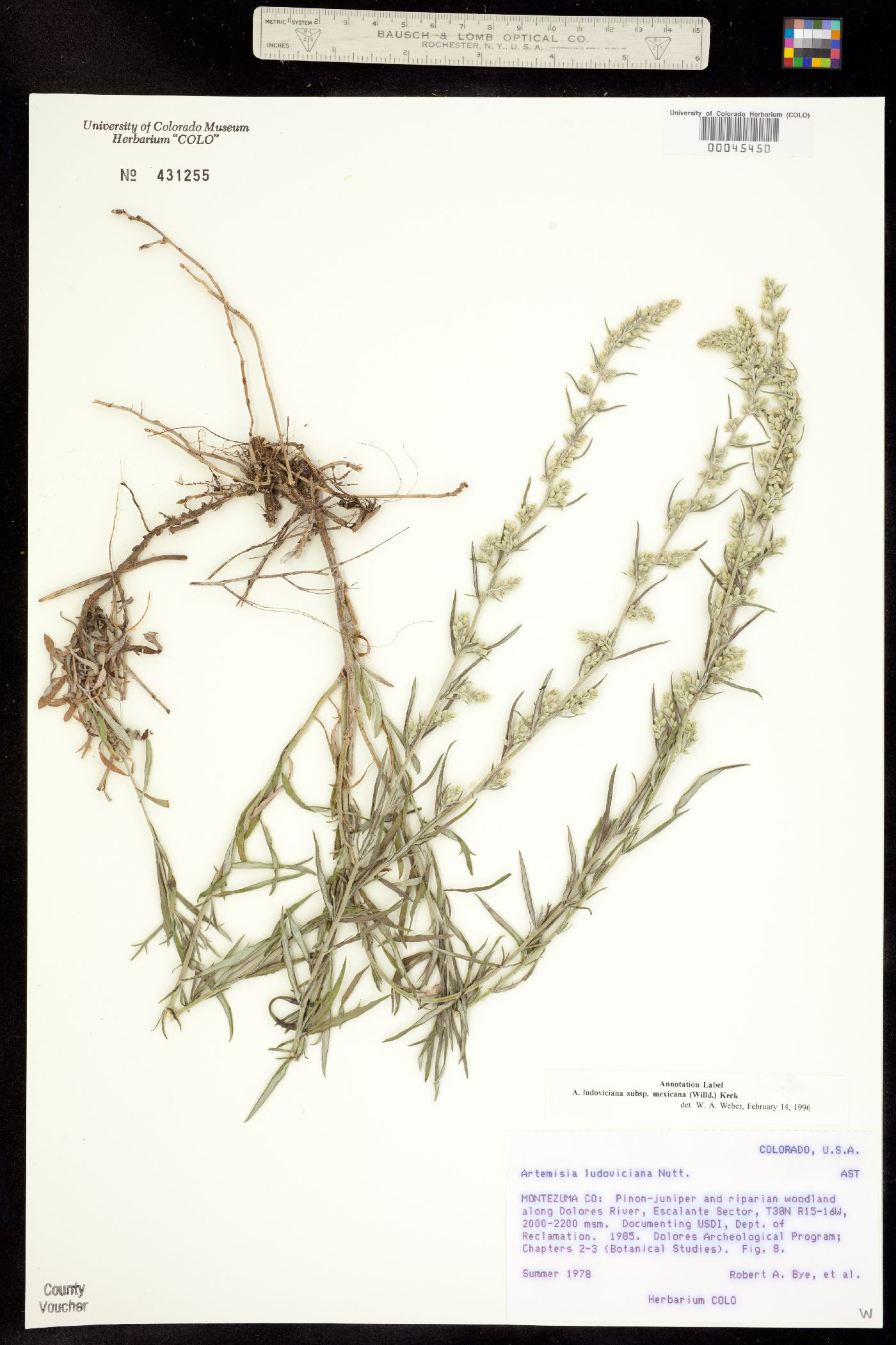 Artemisia ludoviciana ssp. mexicana image