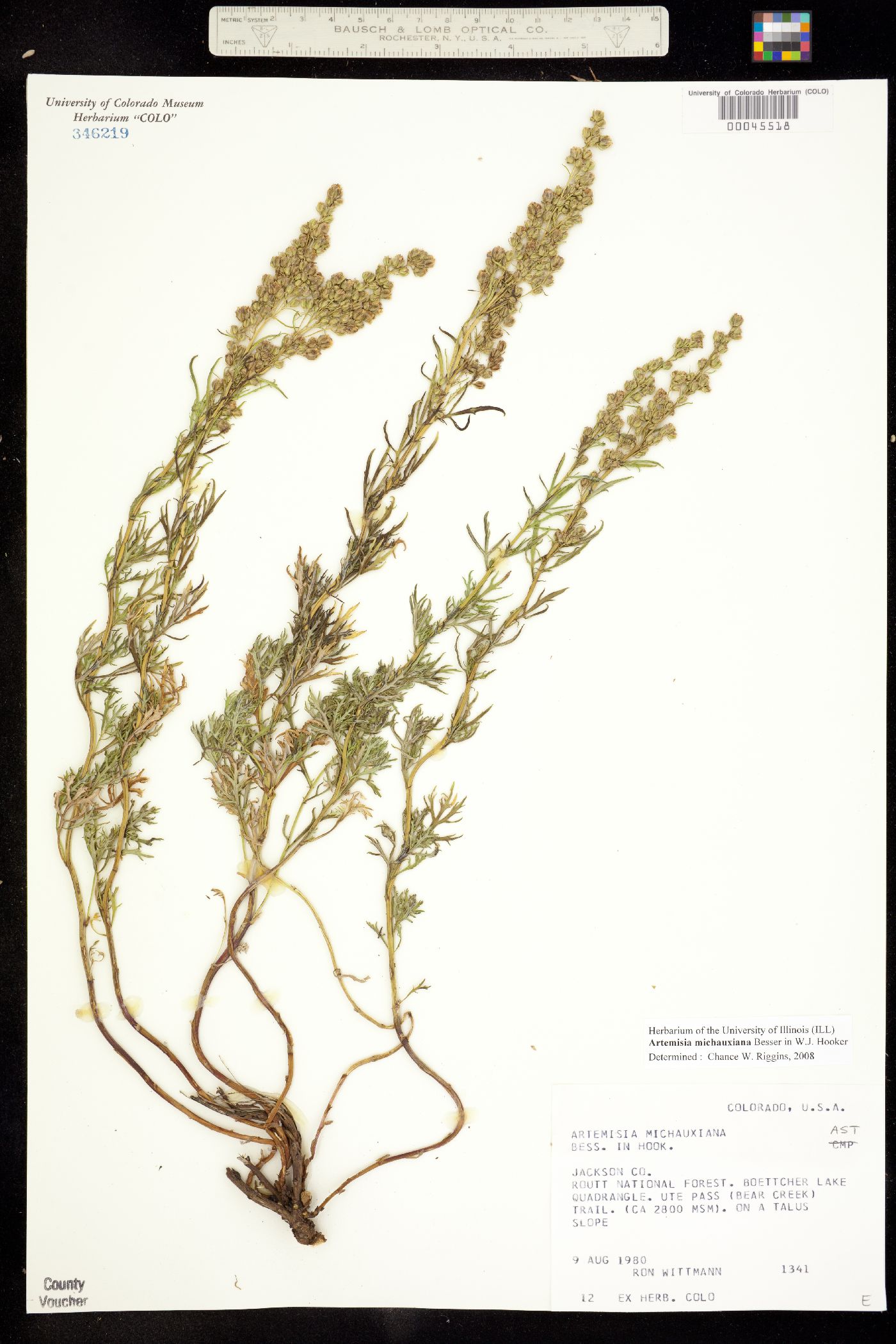 Artemisia michauxiana image