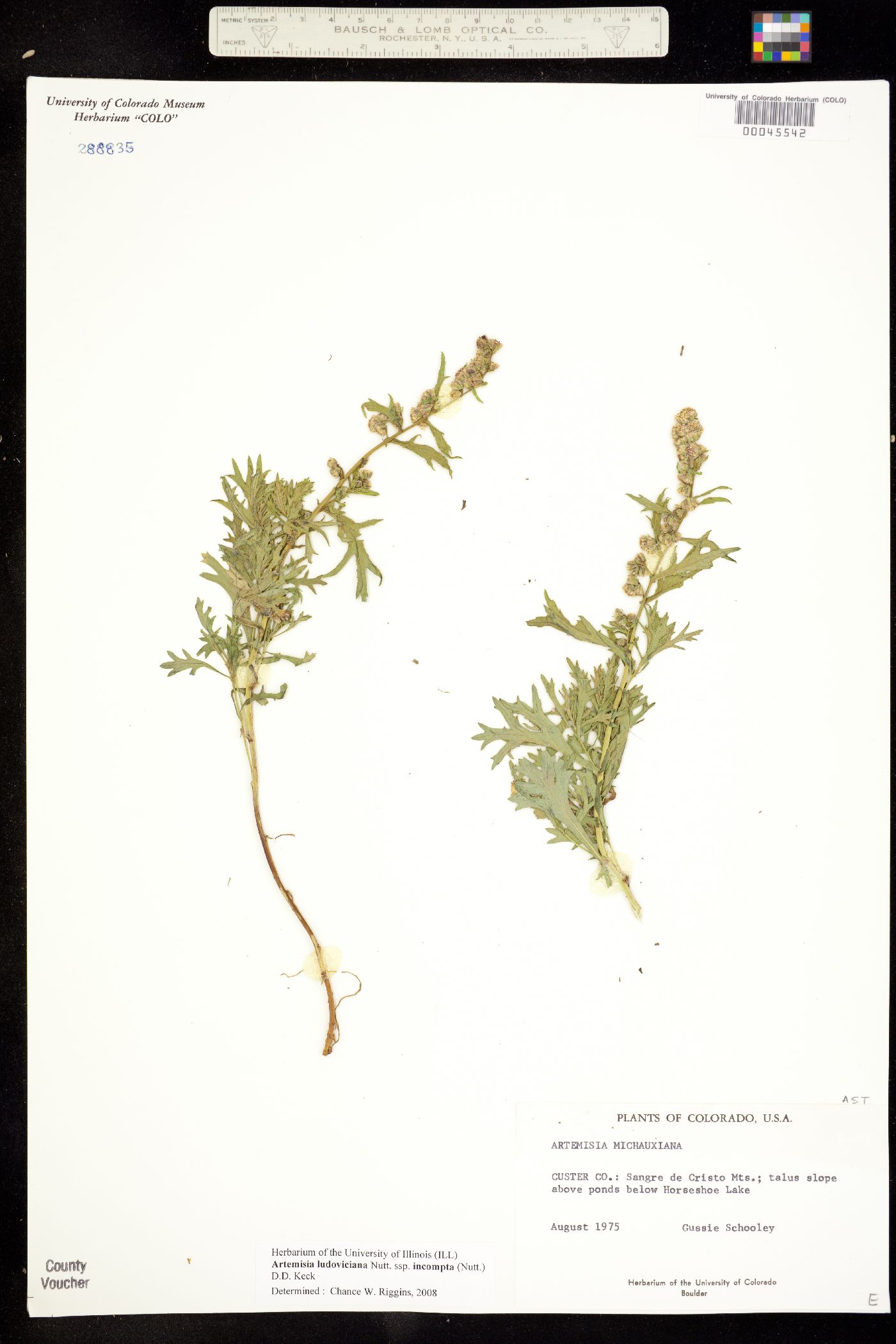 Artemisia ludoviciana image