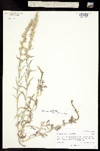 Artemisia ludoviciana subsp. mexicana image