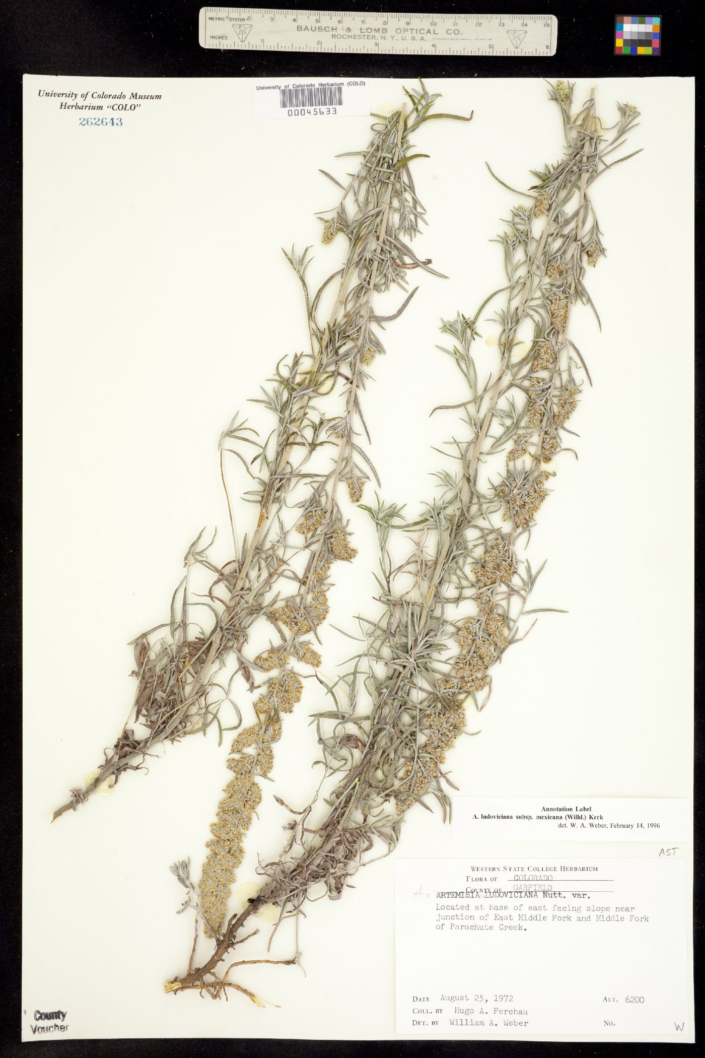 Artemisia ludoviciana ssp. mexicana image
