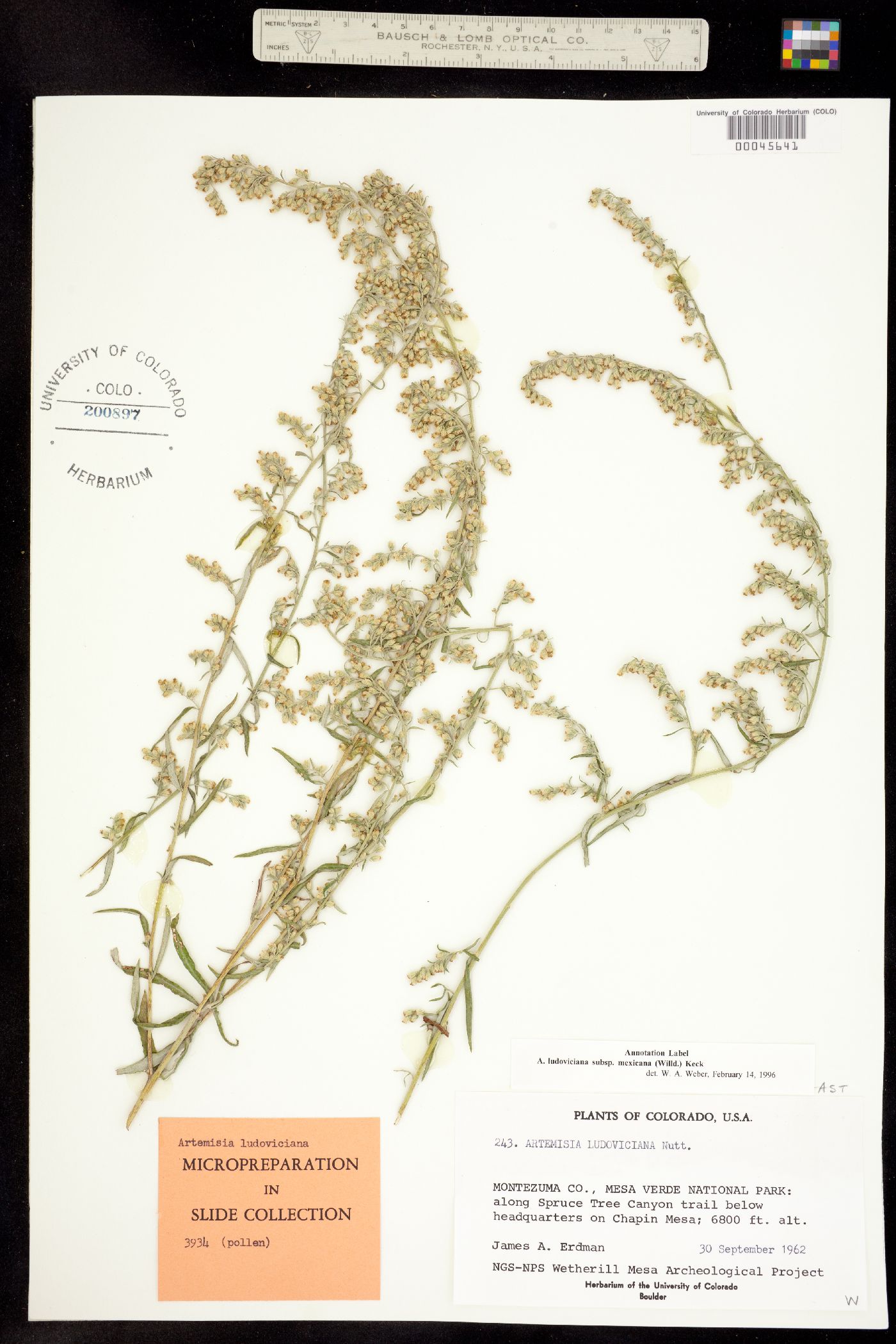 Artemisia ludoviciana ssp. mexicana image