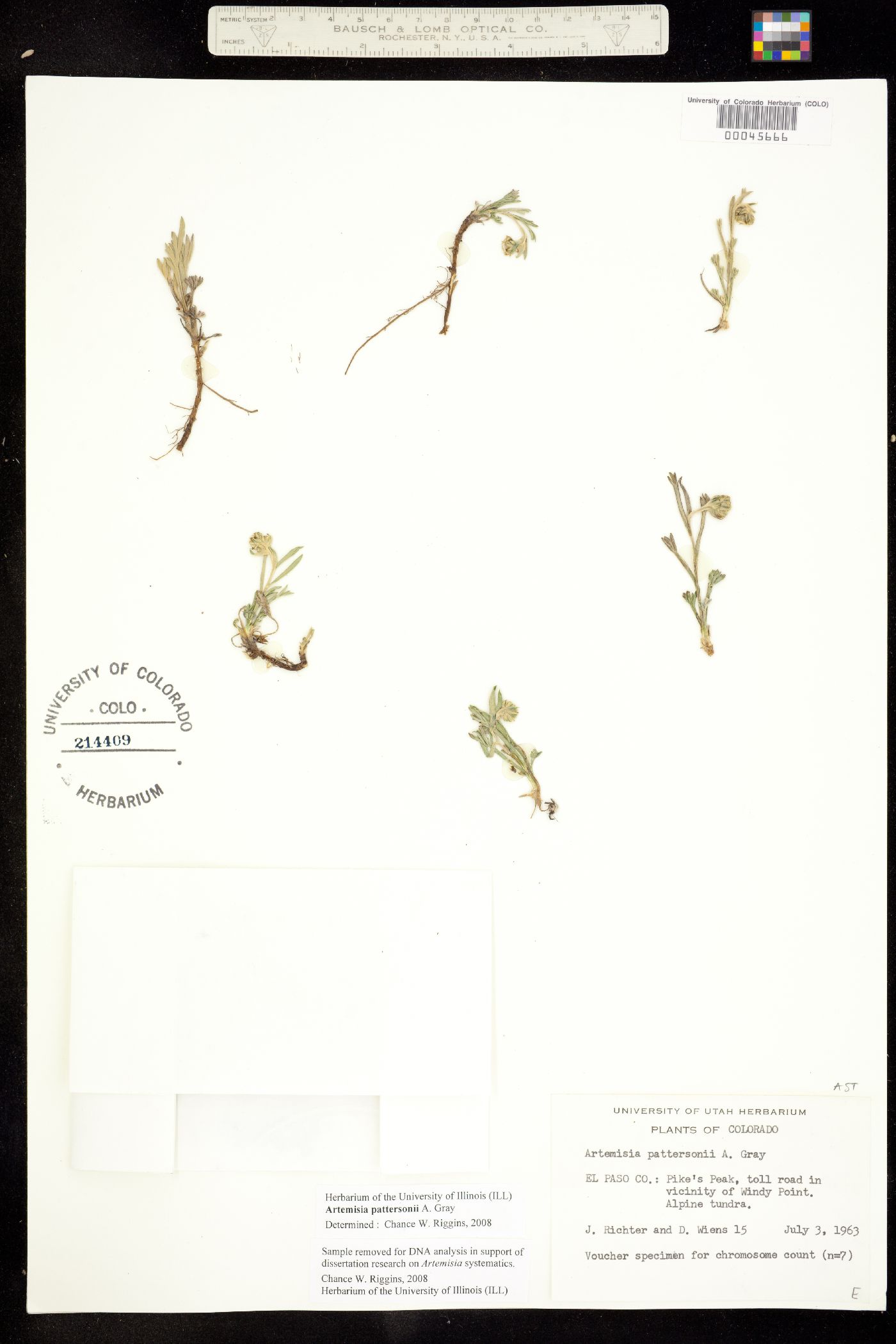 Artemisia pattersonii image