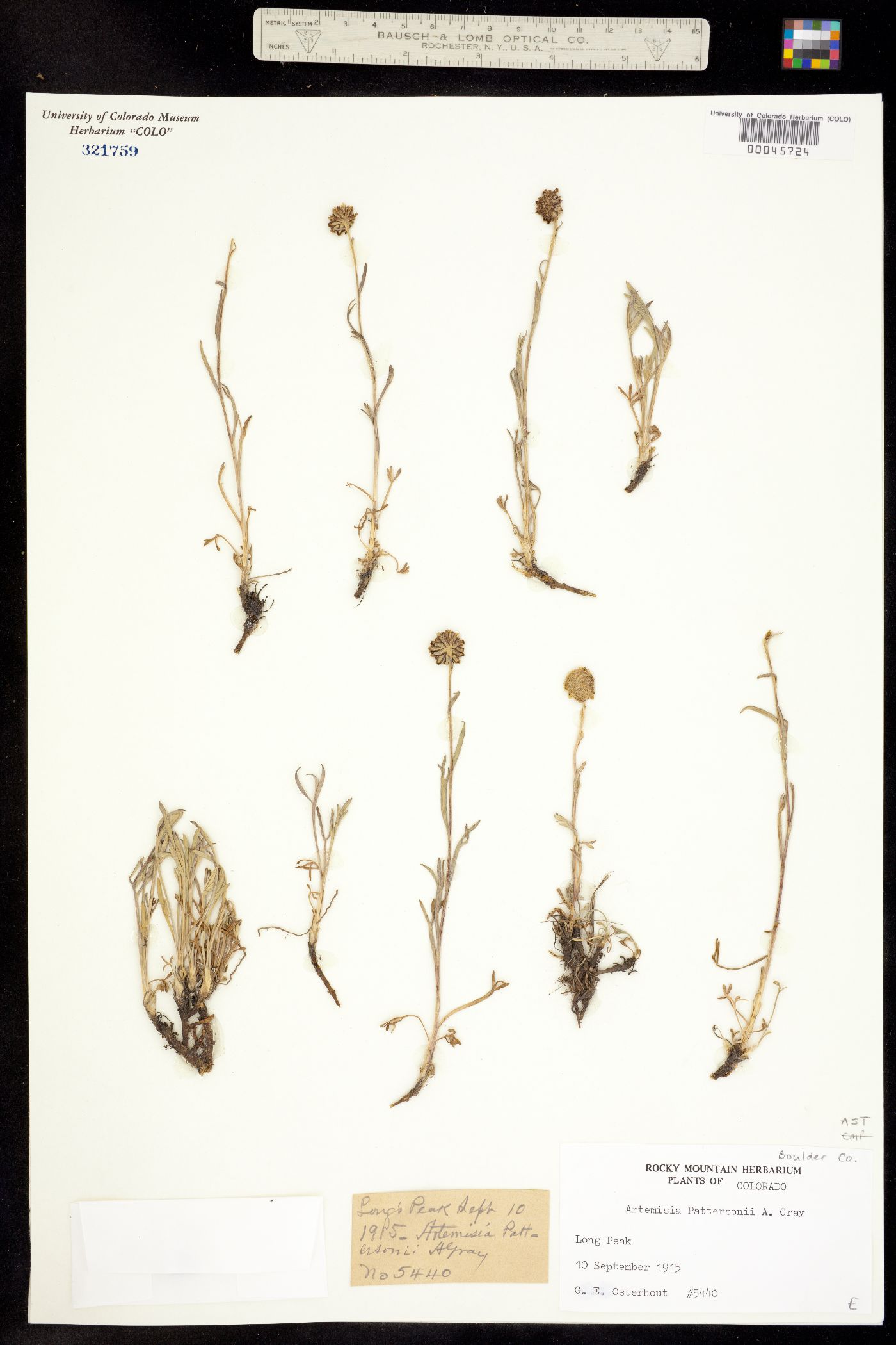 Artemisia pattersonii image