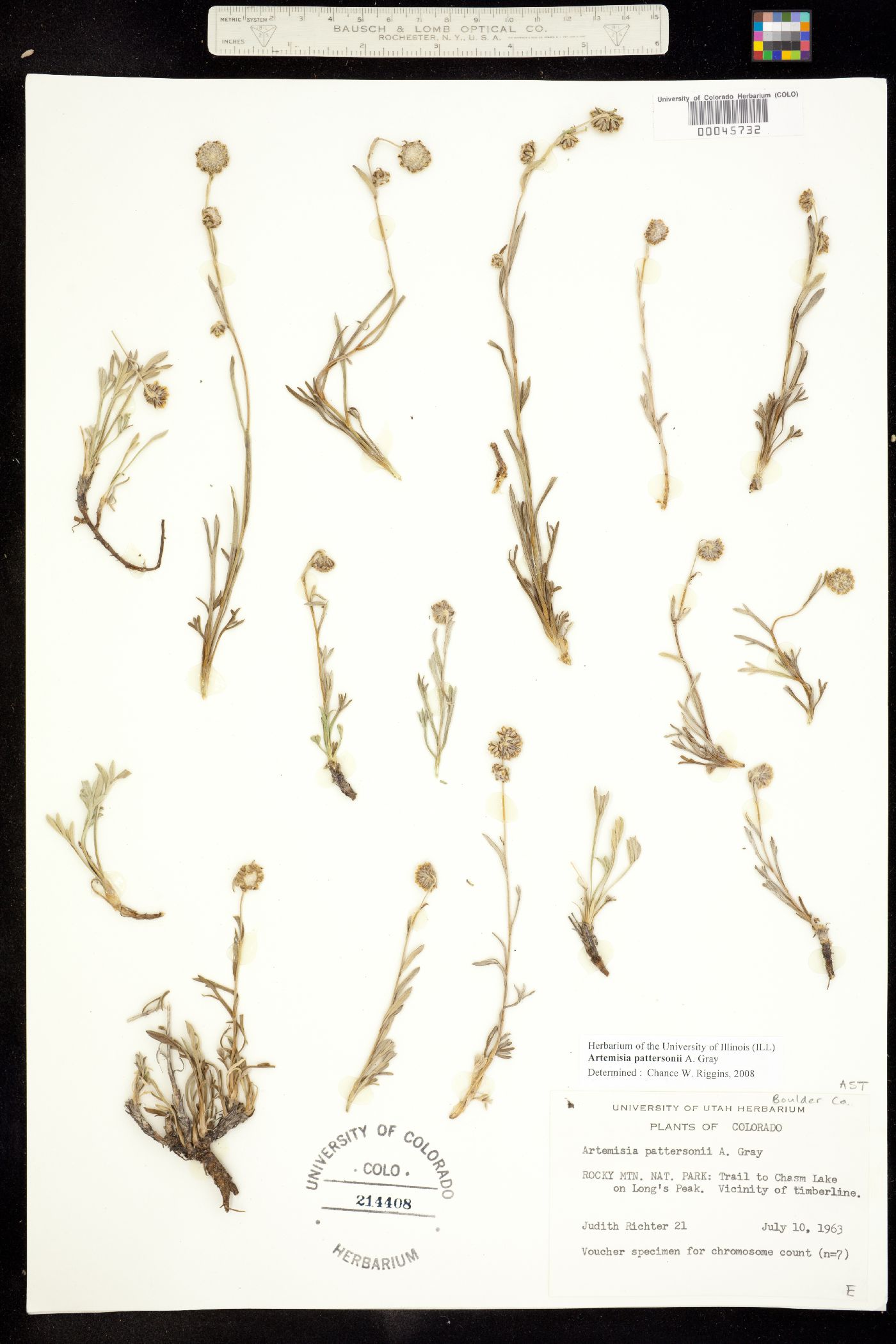Artemisia pattersonii image