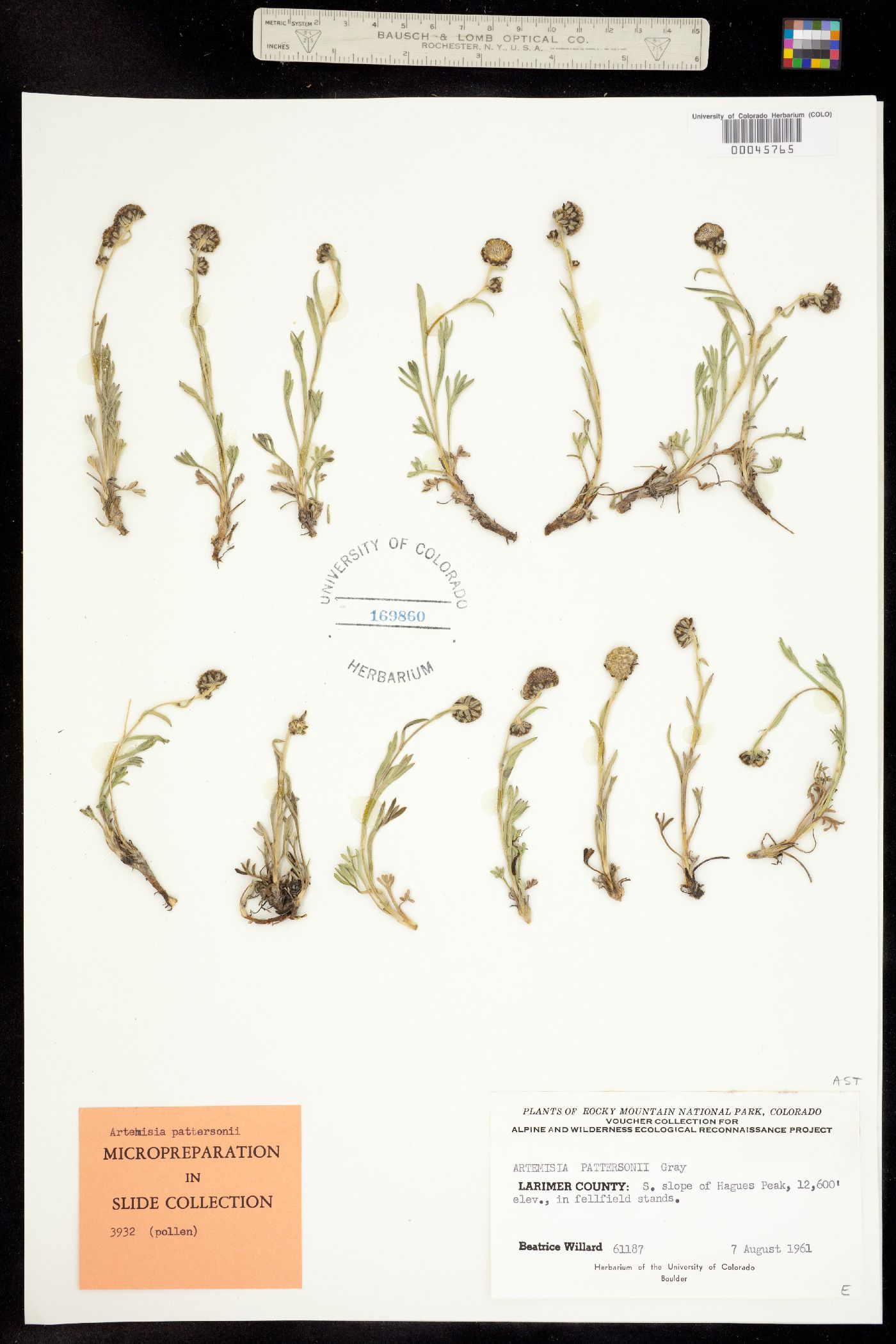 Artemisia pattersonii image