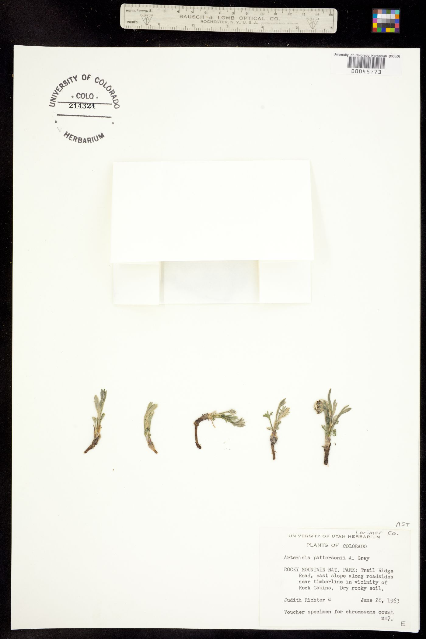 Artemisia pattersonii image
