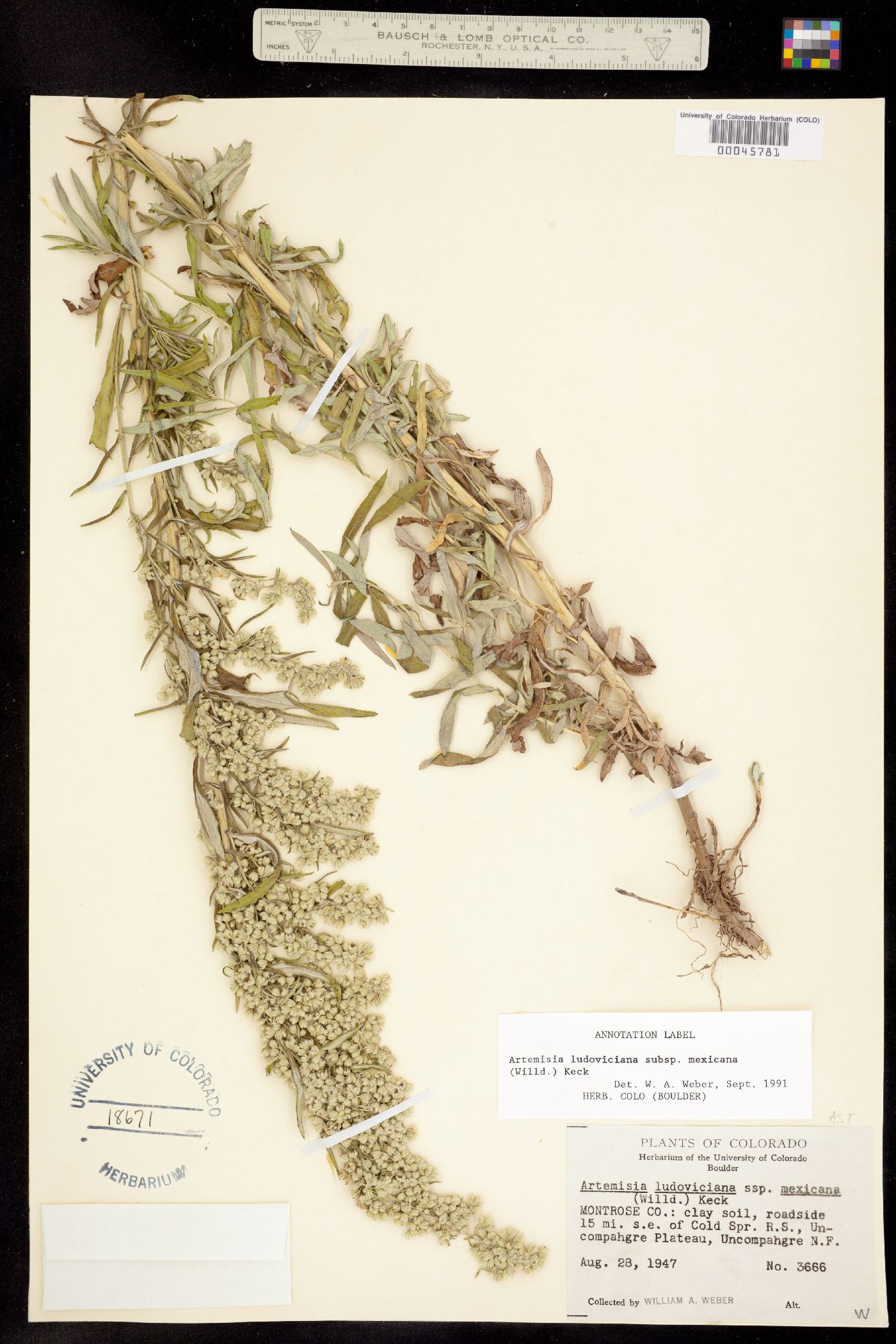 Artemisia ludoviciana ssp. mexicana image