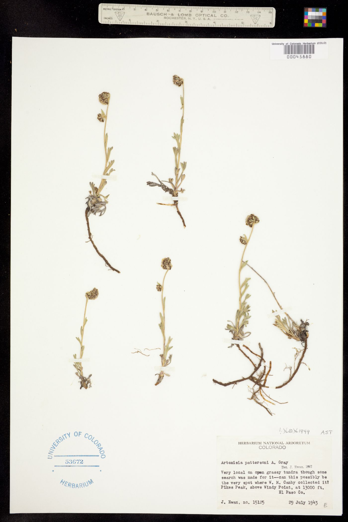 Artemisia pattersonii image