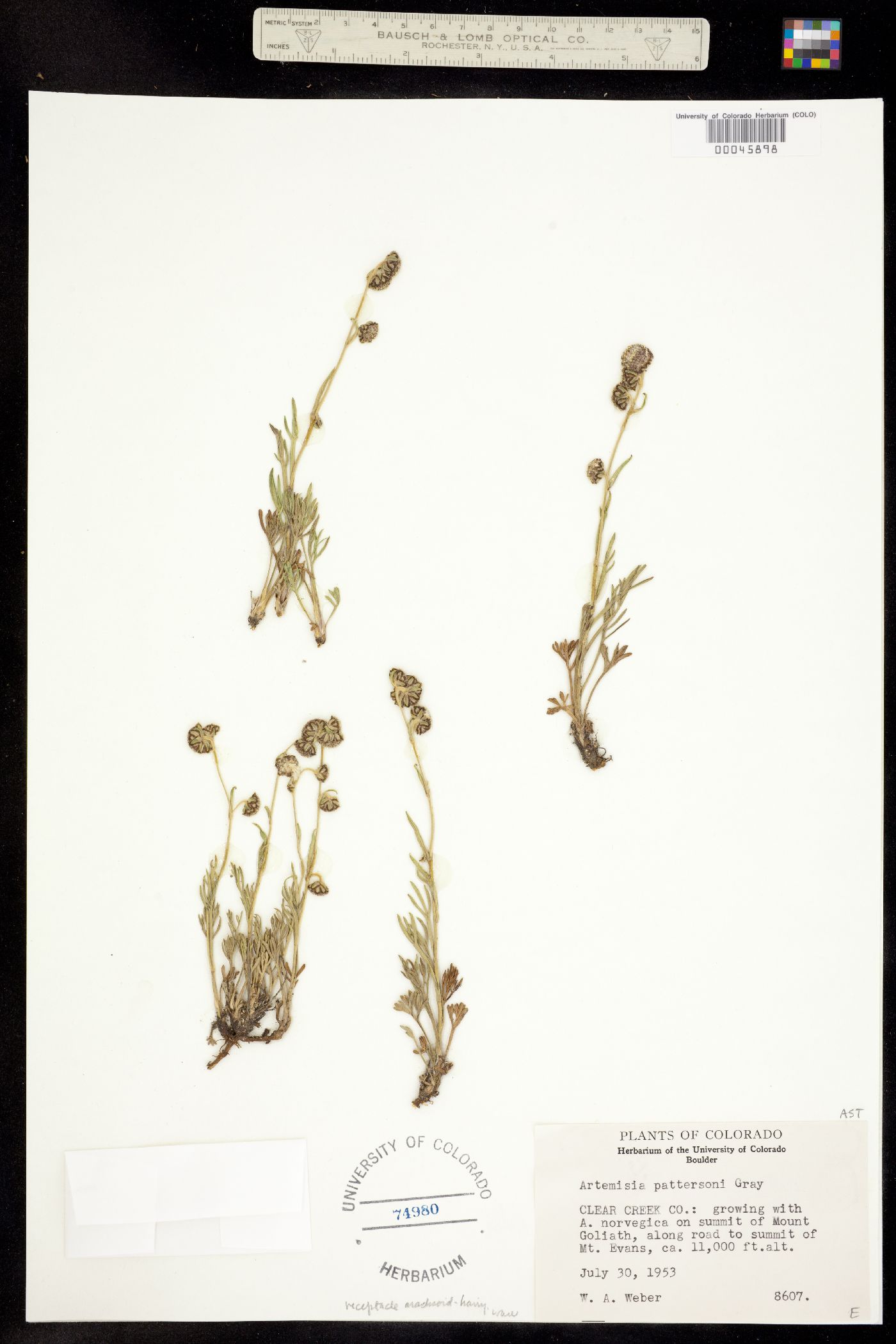 Artemisia pattersonii image