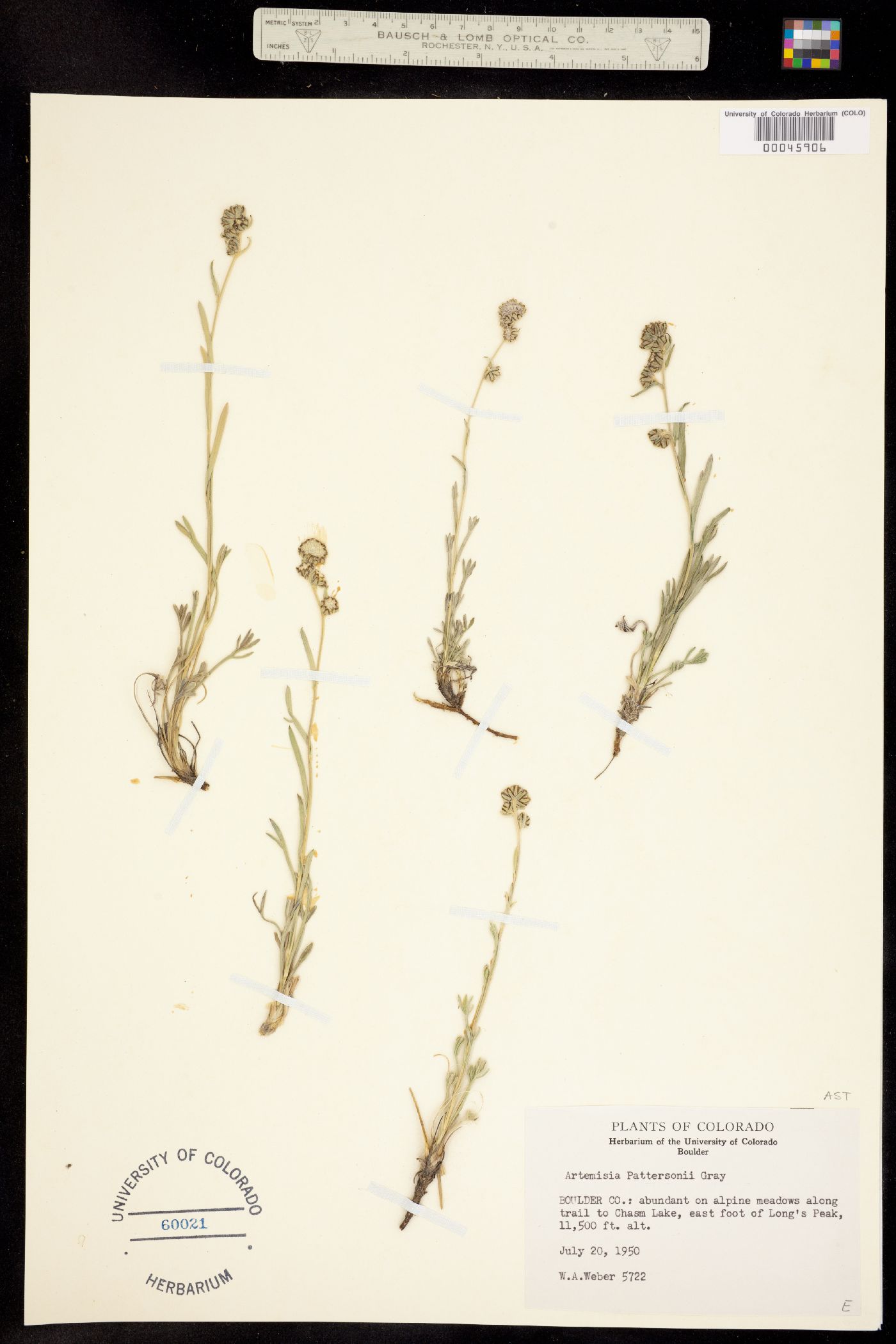 Artemisia pattersonii image