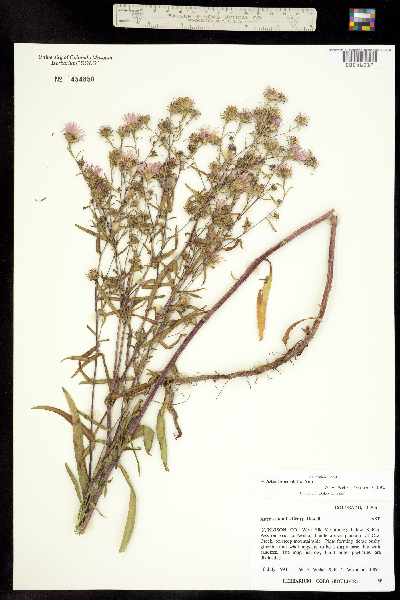 Symphyotrichum eatonii image