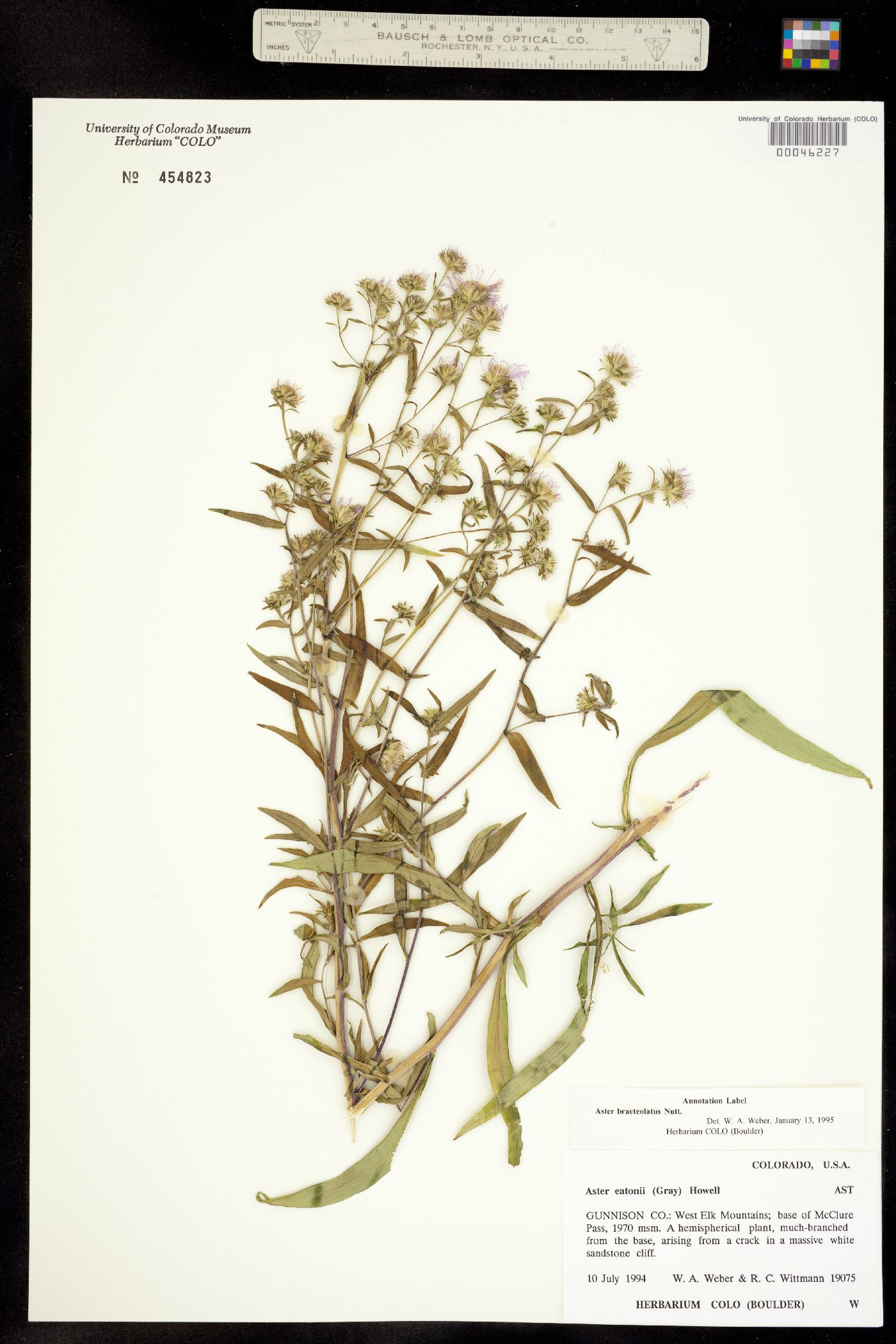 Symphyotrichum eatonii image