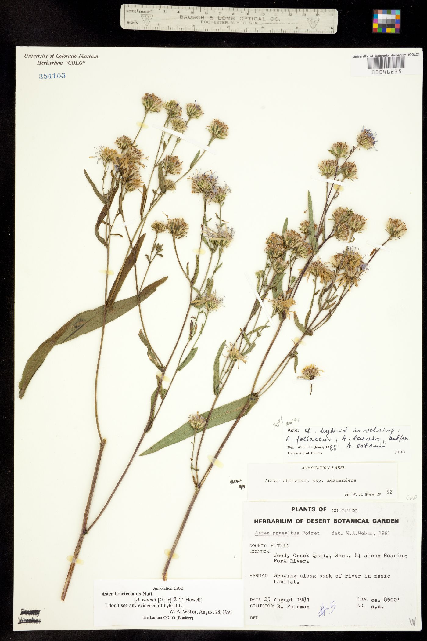 Symphyotrichum eatonii image