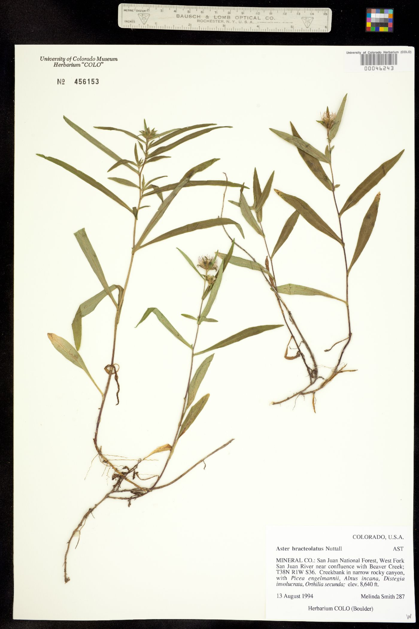 Symphyotrichum eatonii image