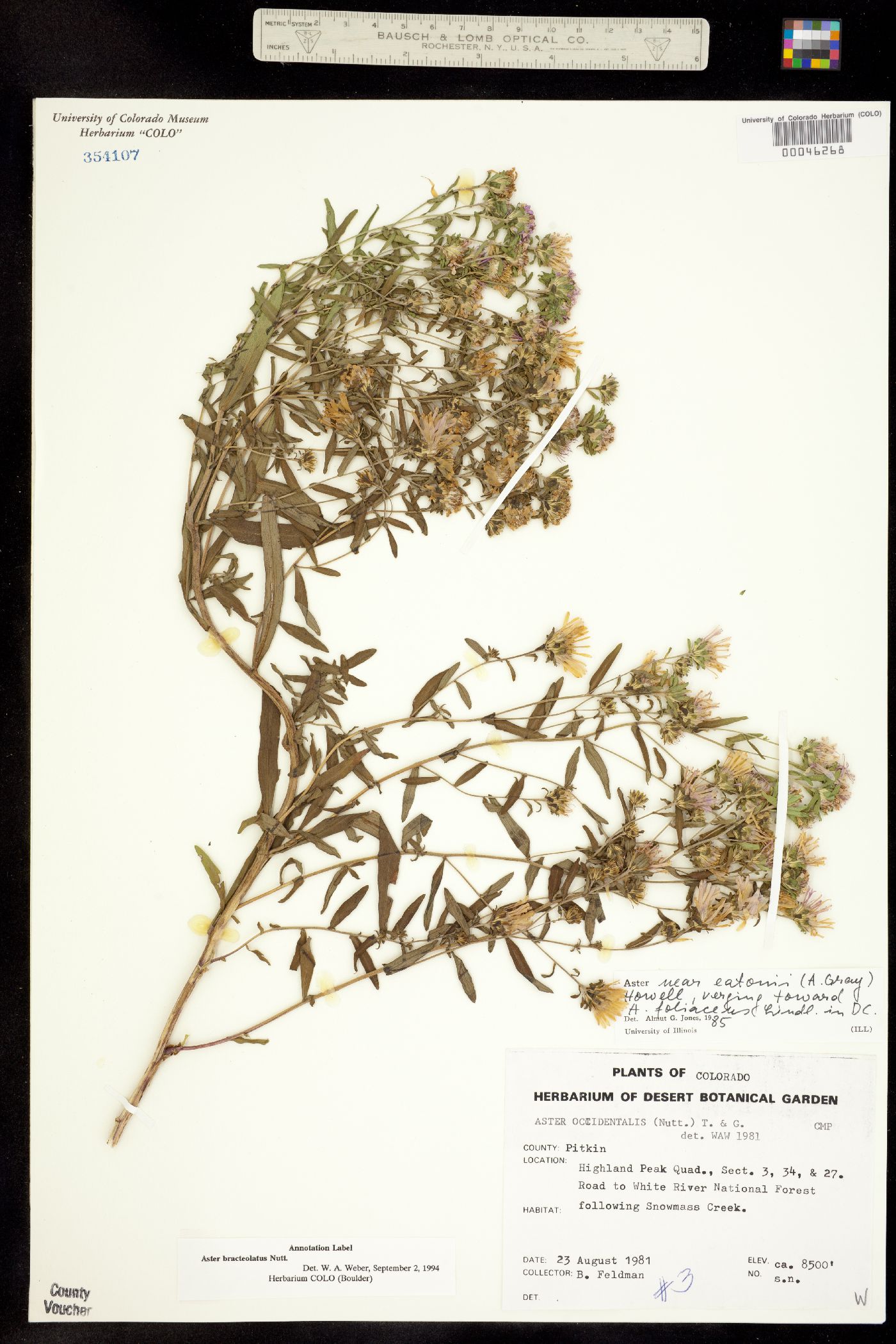 Symphyotrichum eatonii image