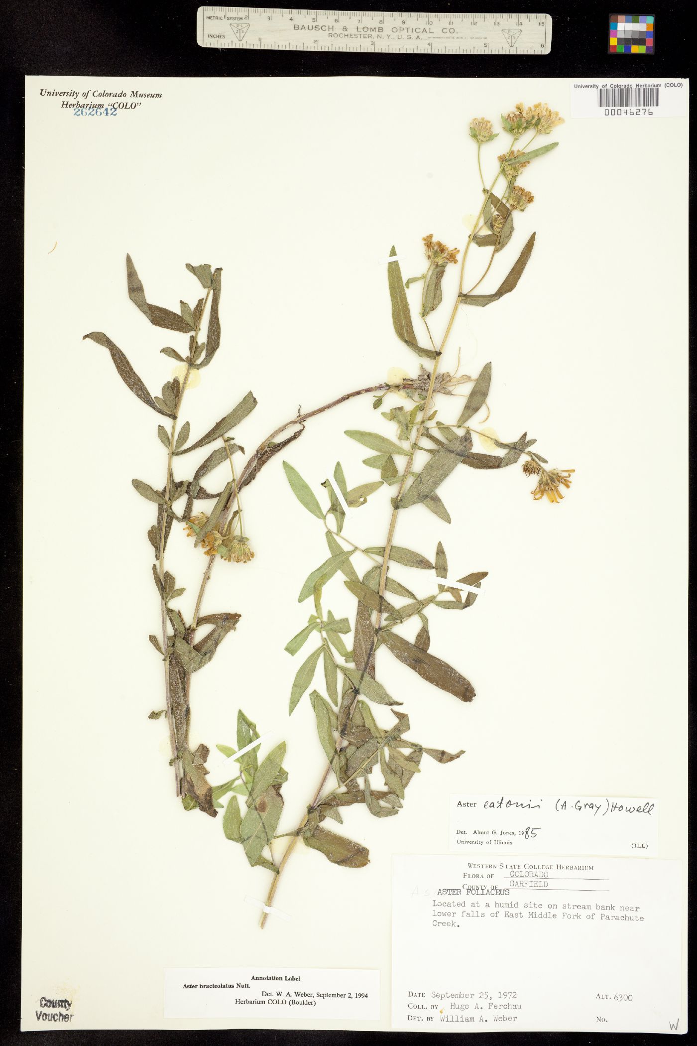 Symphyotrichum eatonii image