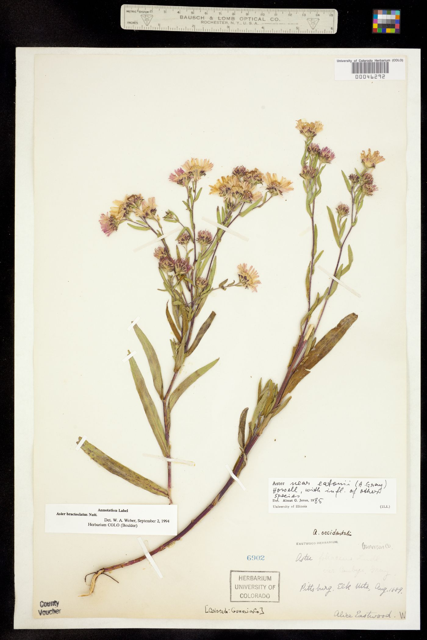 Symphyotrichum eatonii image