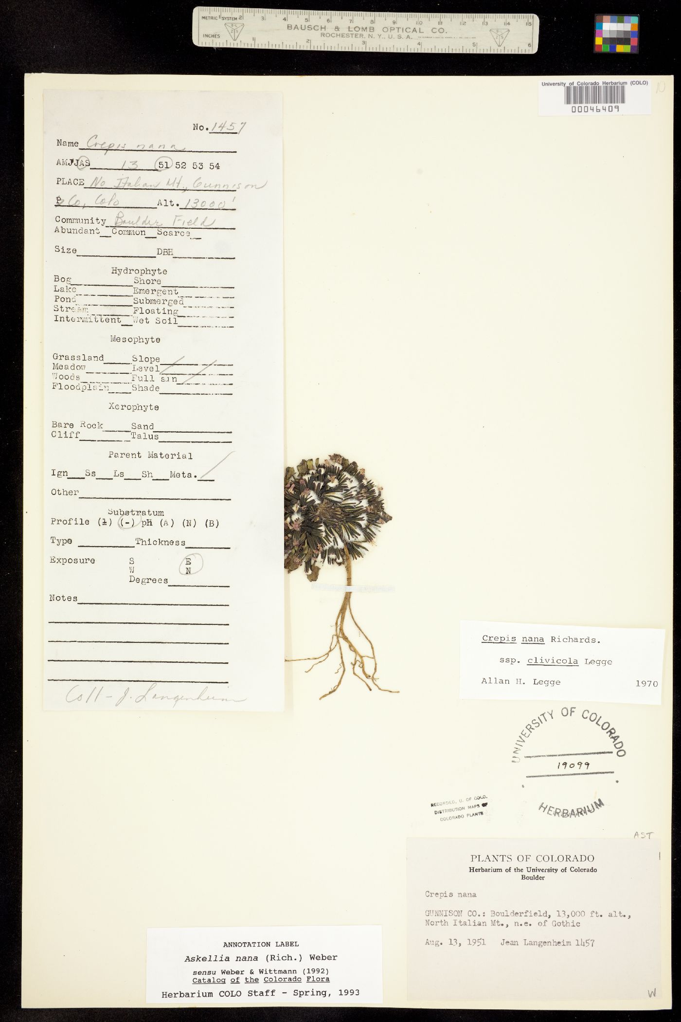 Crepis nana image
