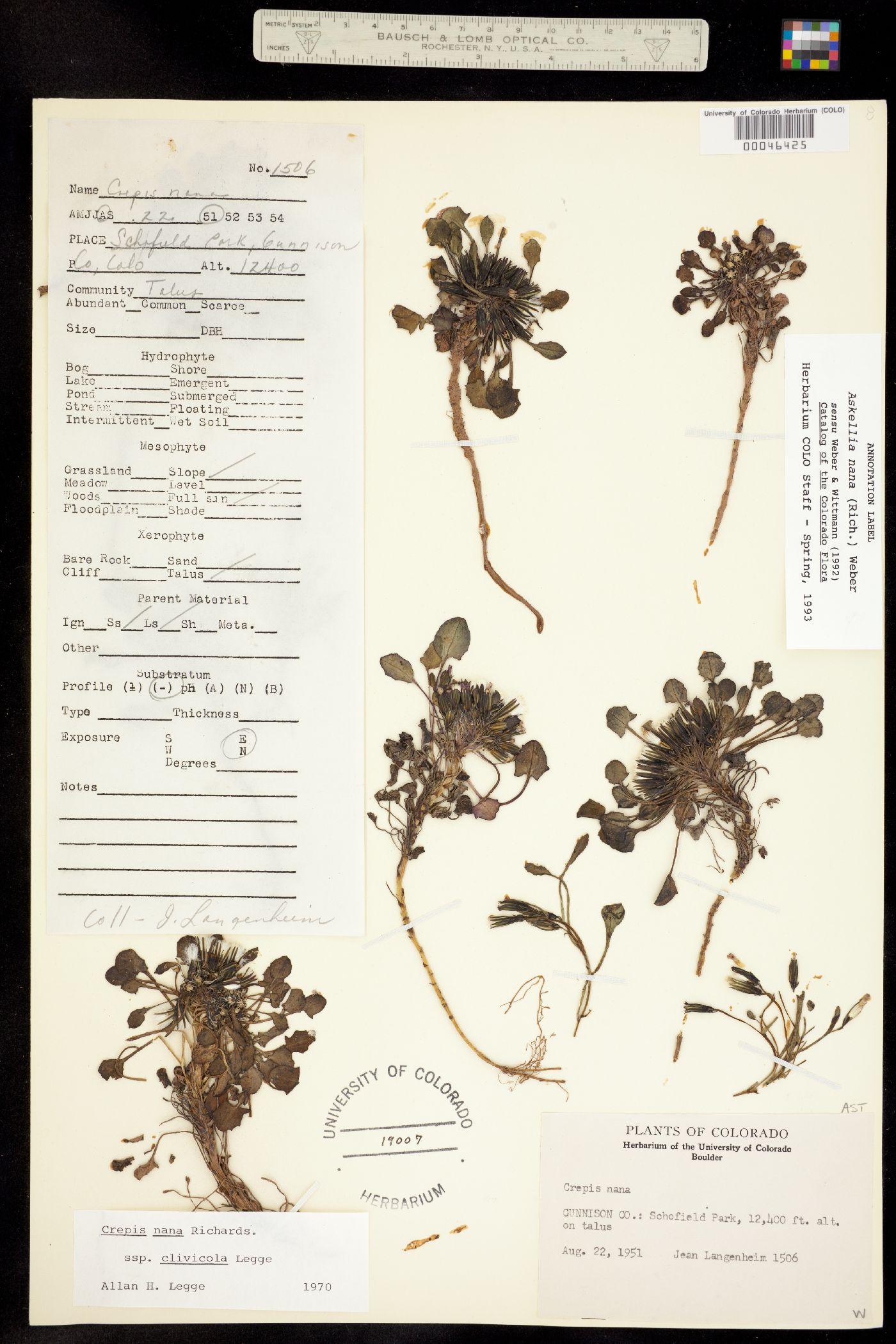 Crepis nana image