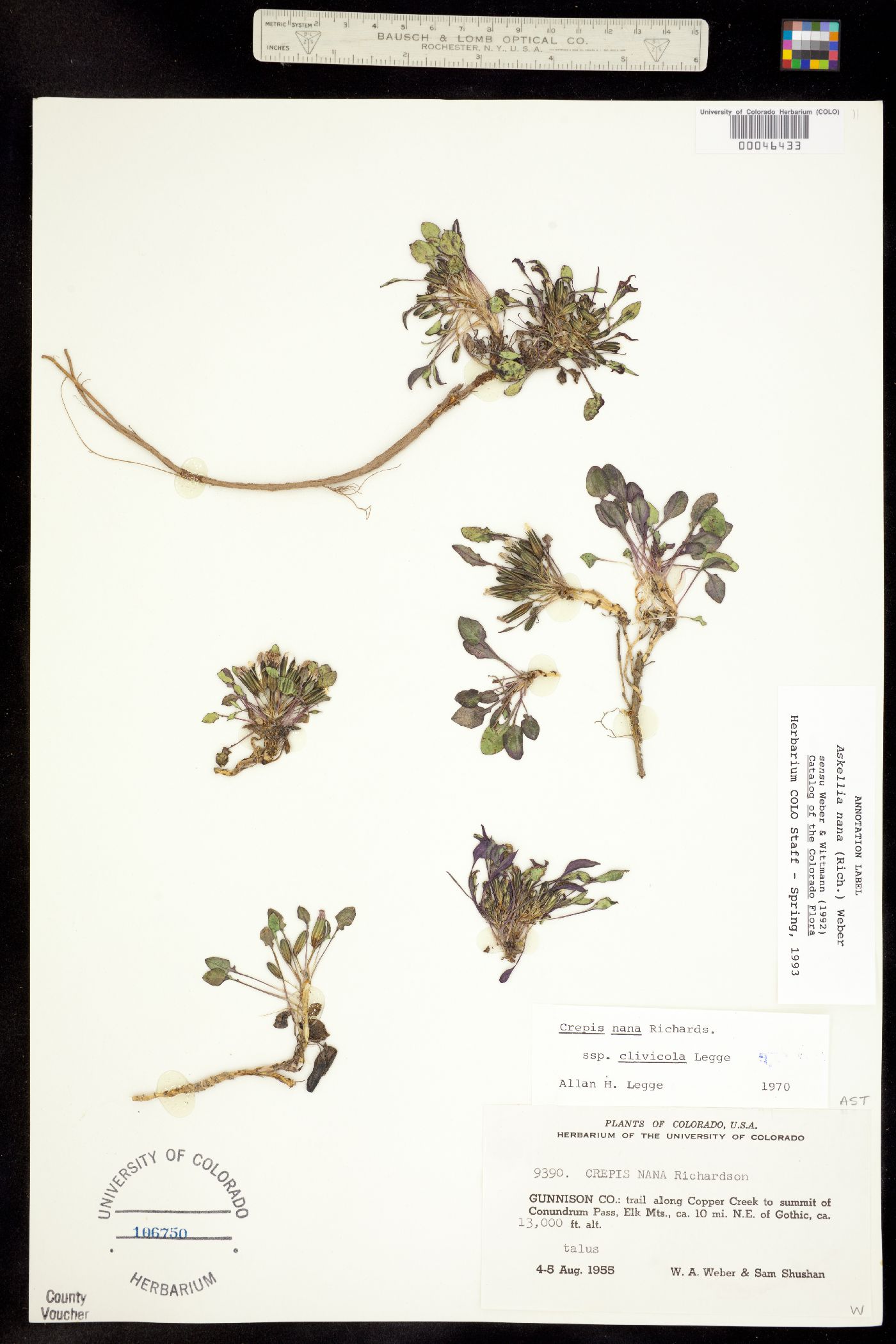 Crepis nana image