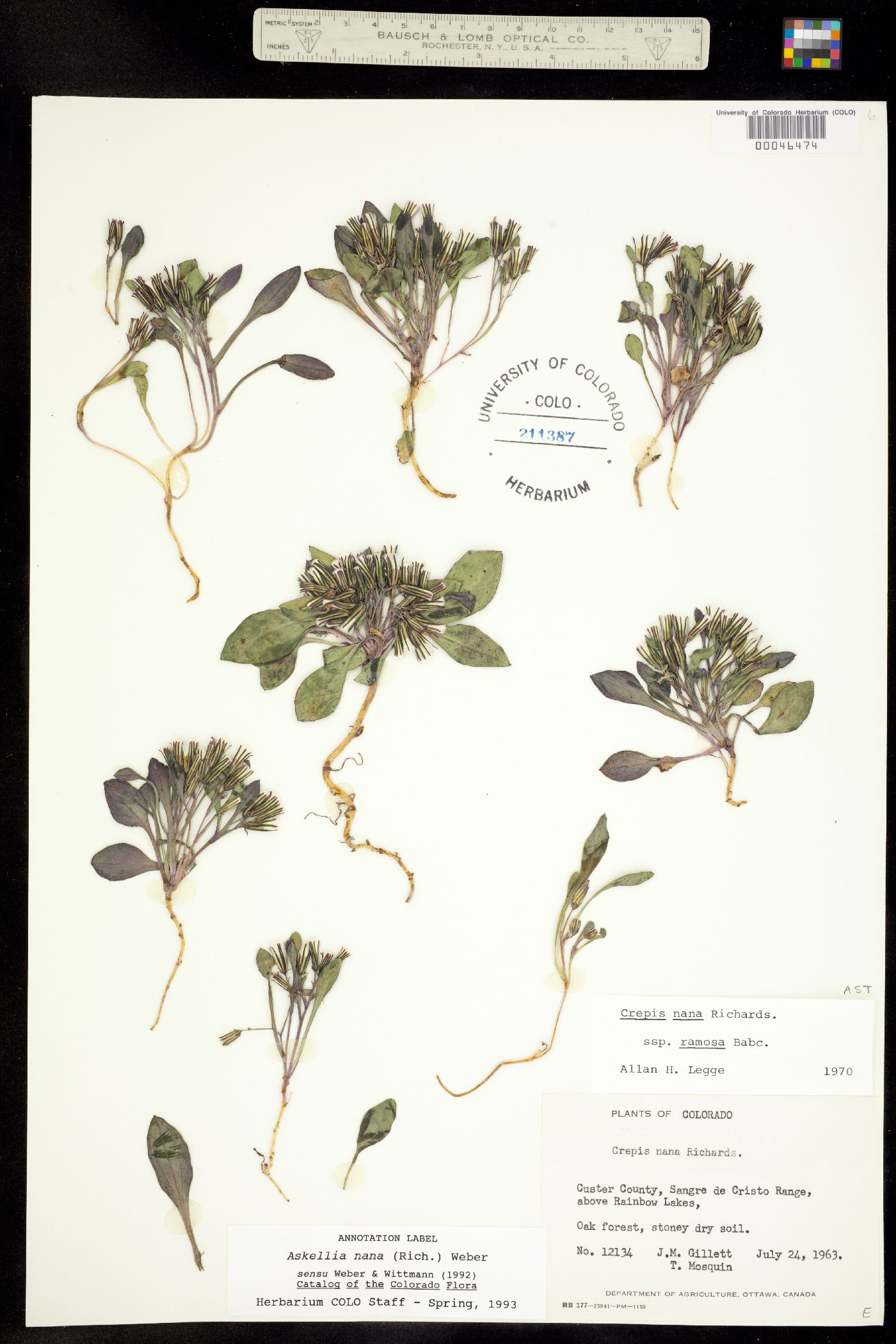 Crepis nana image