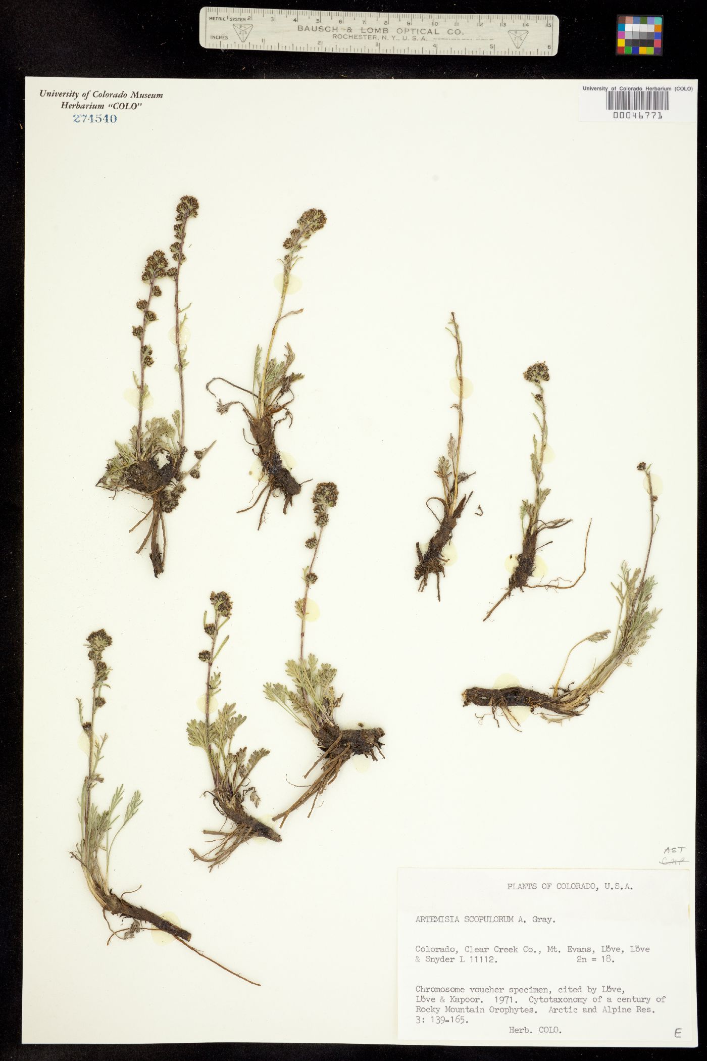 Artemisia scopulorum image