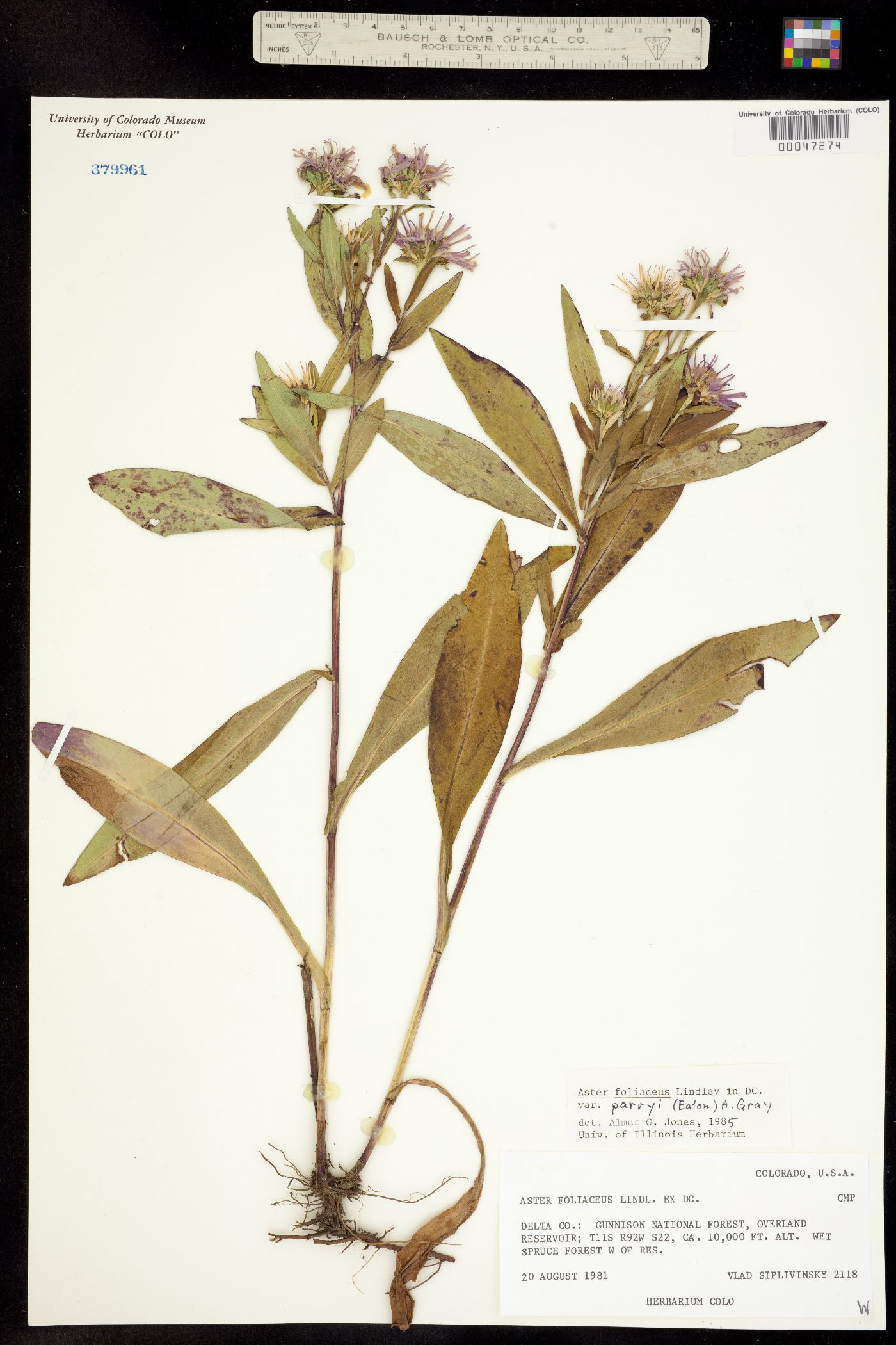 Aster image