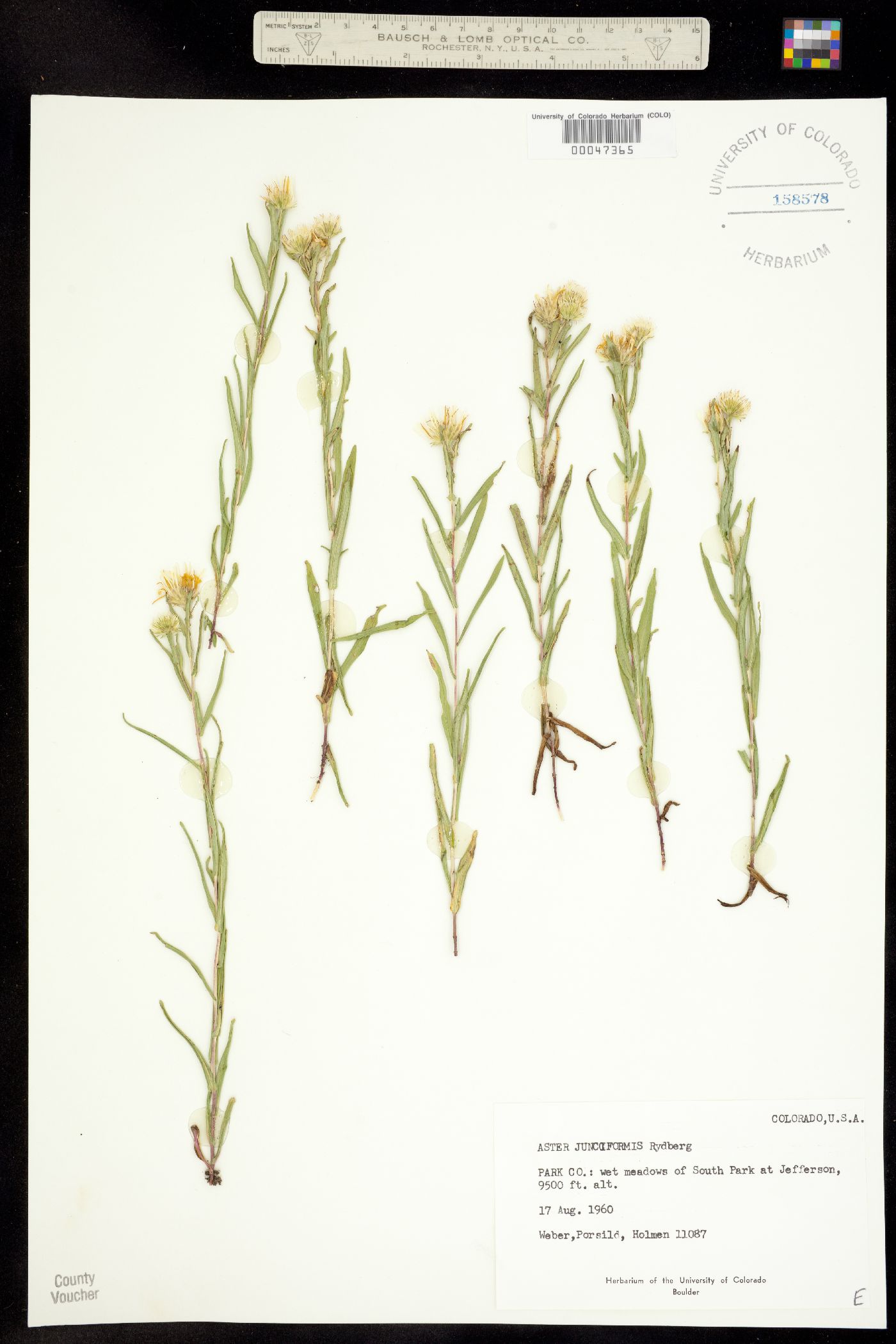 Symphyotrichum boreale image