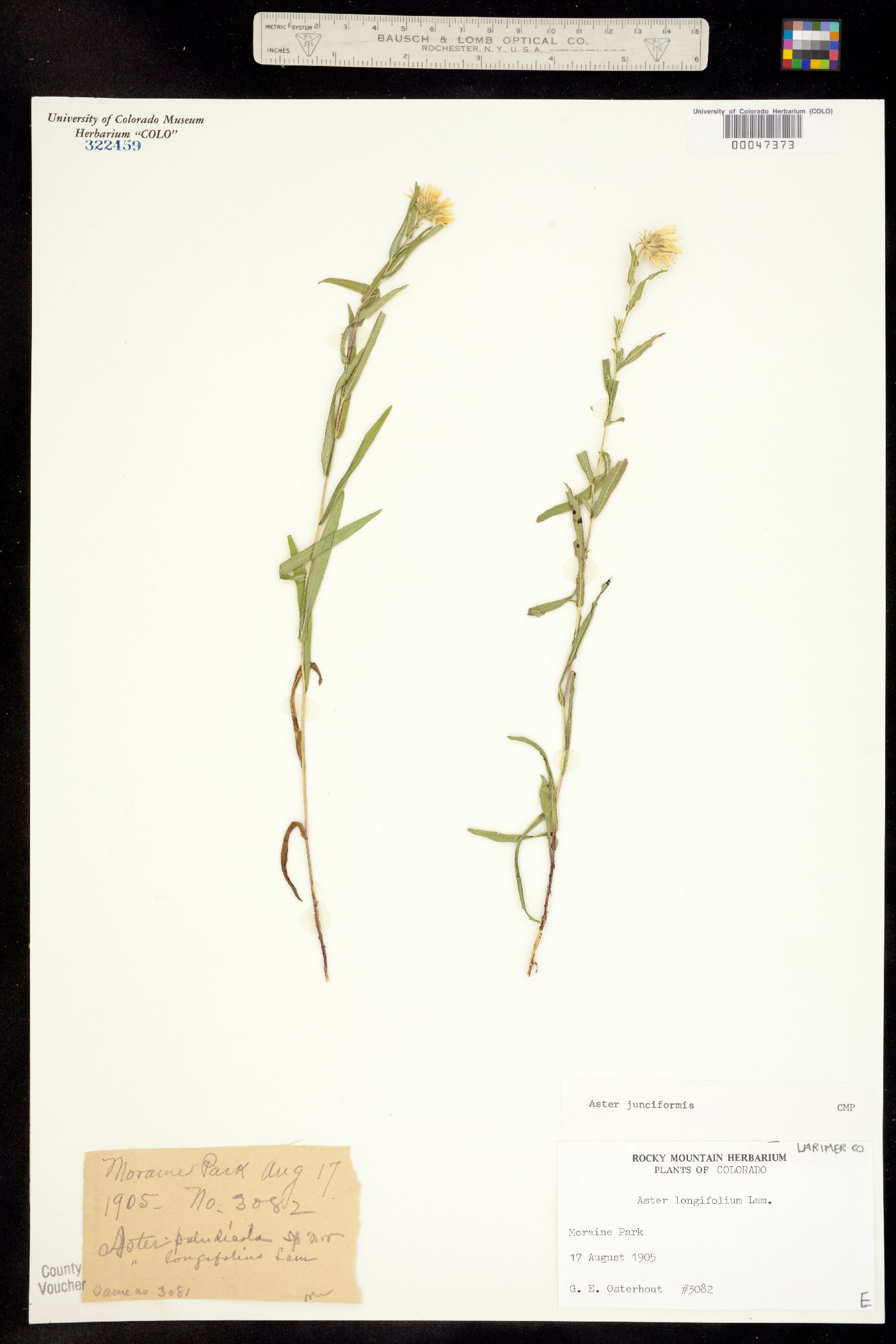 Symphyotrichum boreale image