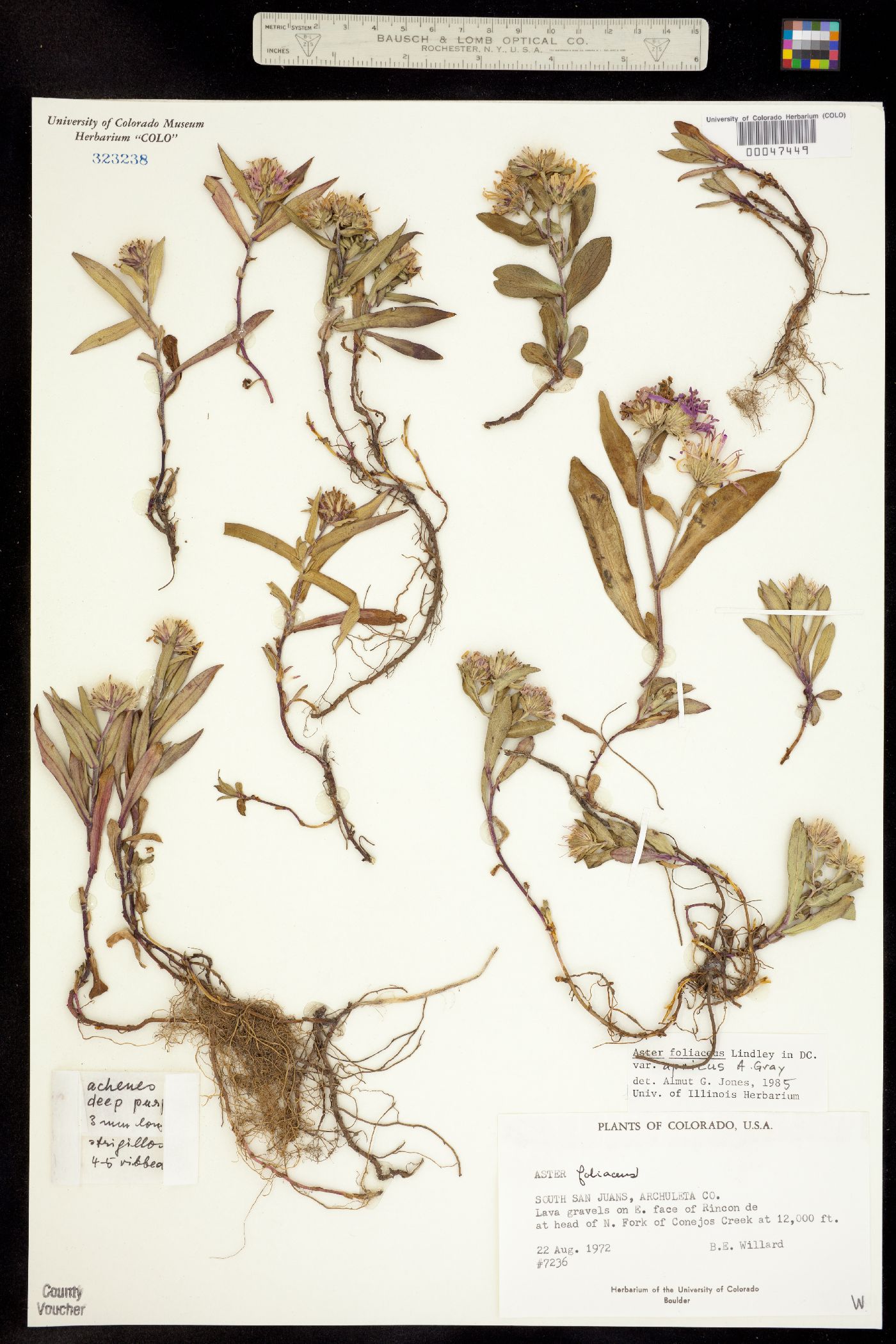 Symphyotrichum foliaceum var. foliaceum image