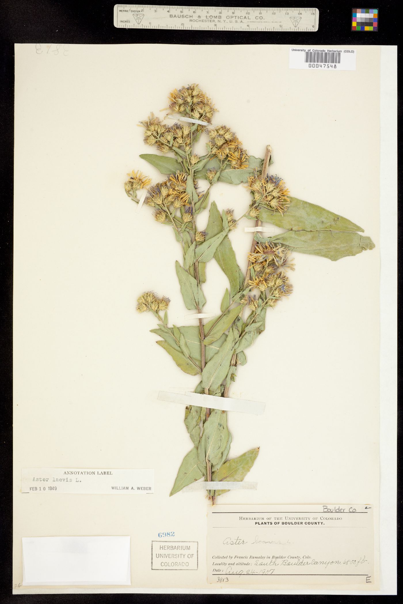Symphyotrichum laeve image