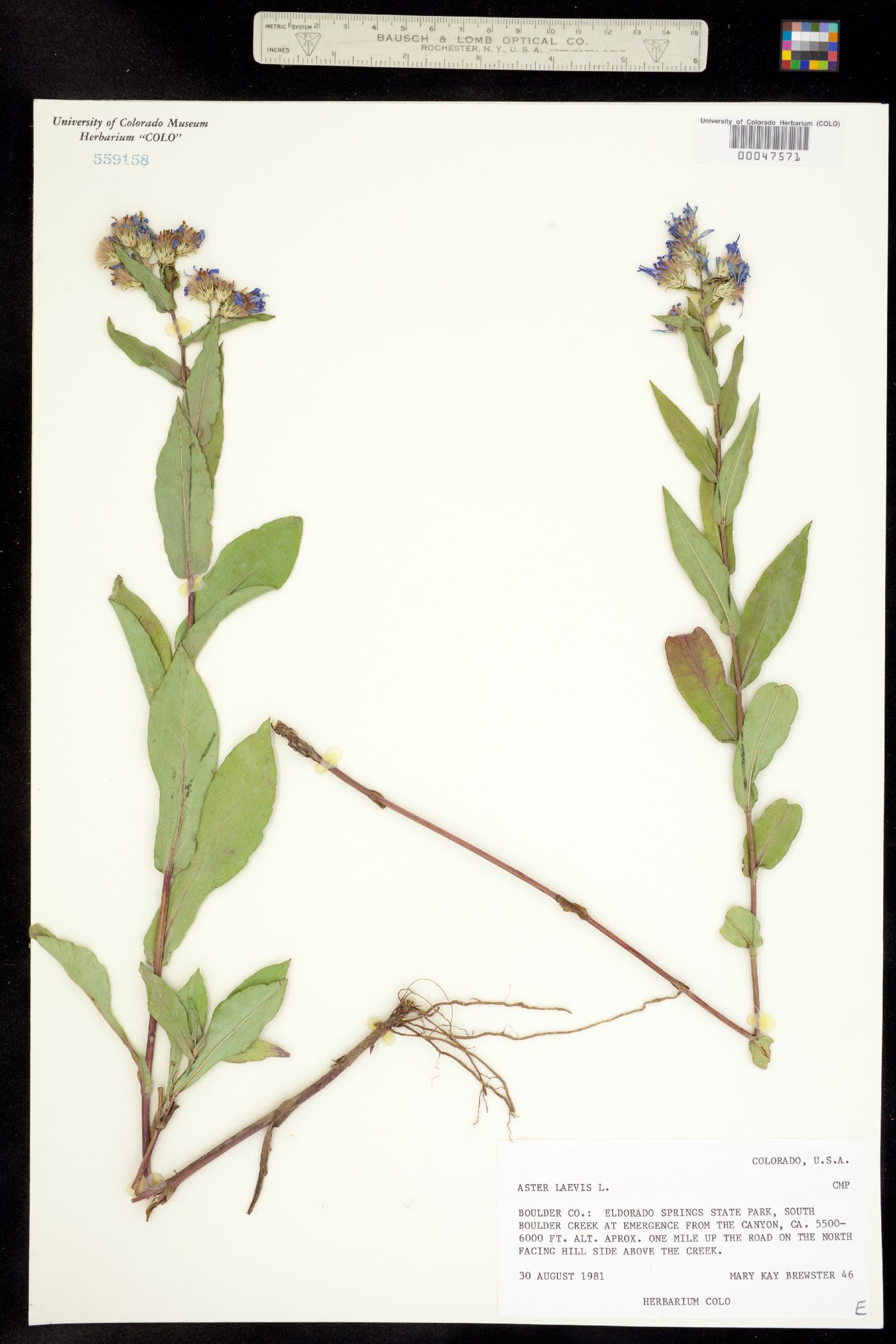 Symphyotrichum laeve image