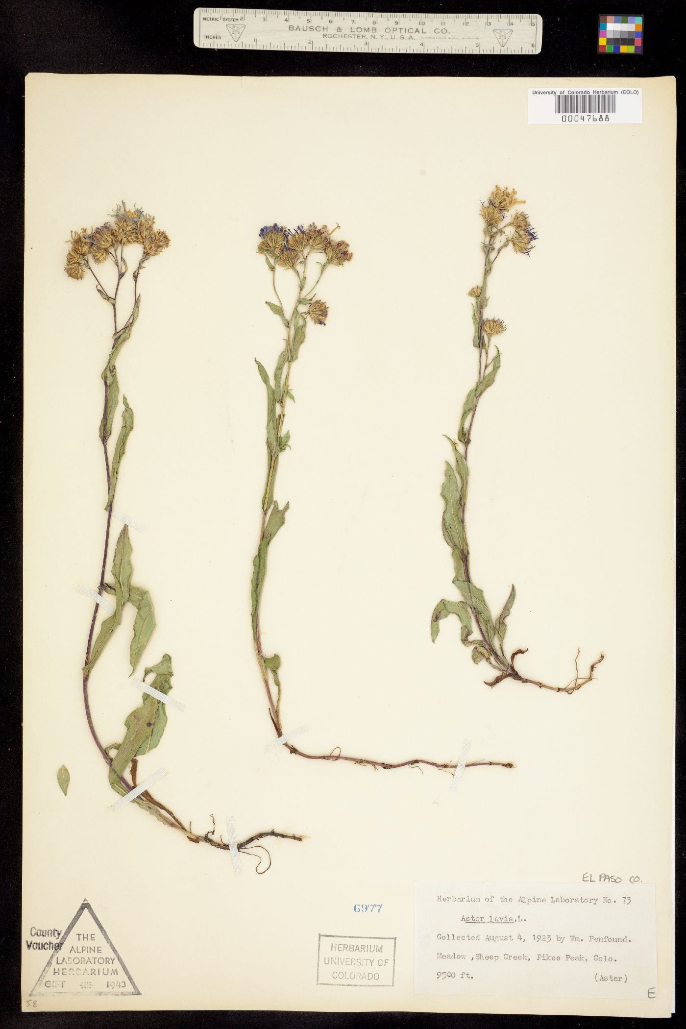 Symphyotrichum laeve image