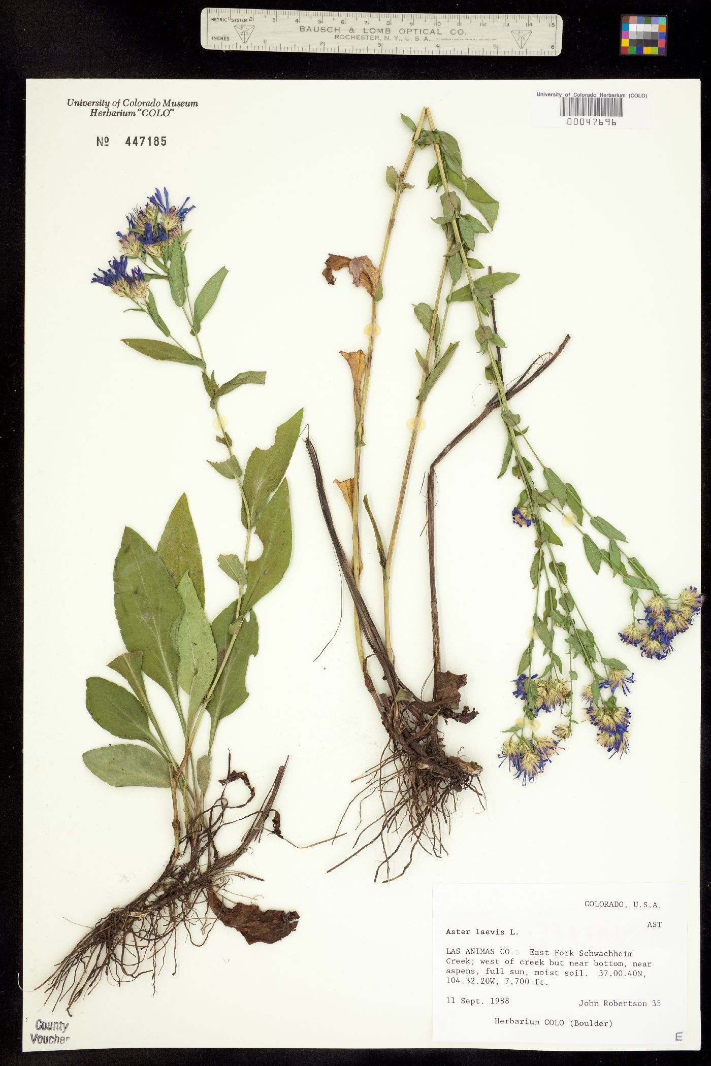 Symphyotrichum laeve image