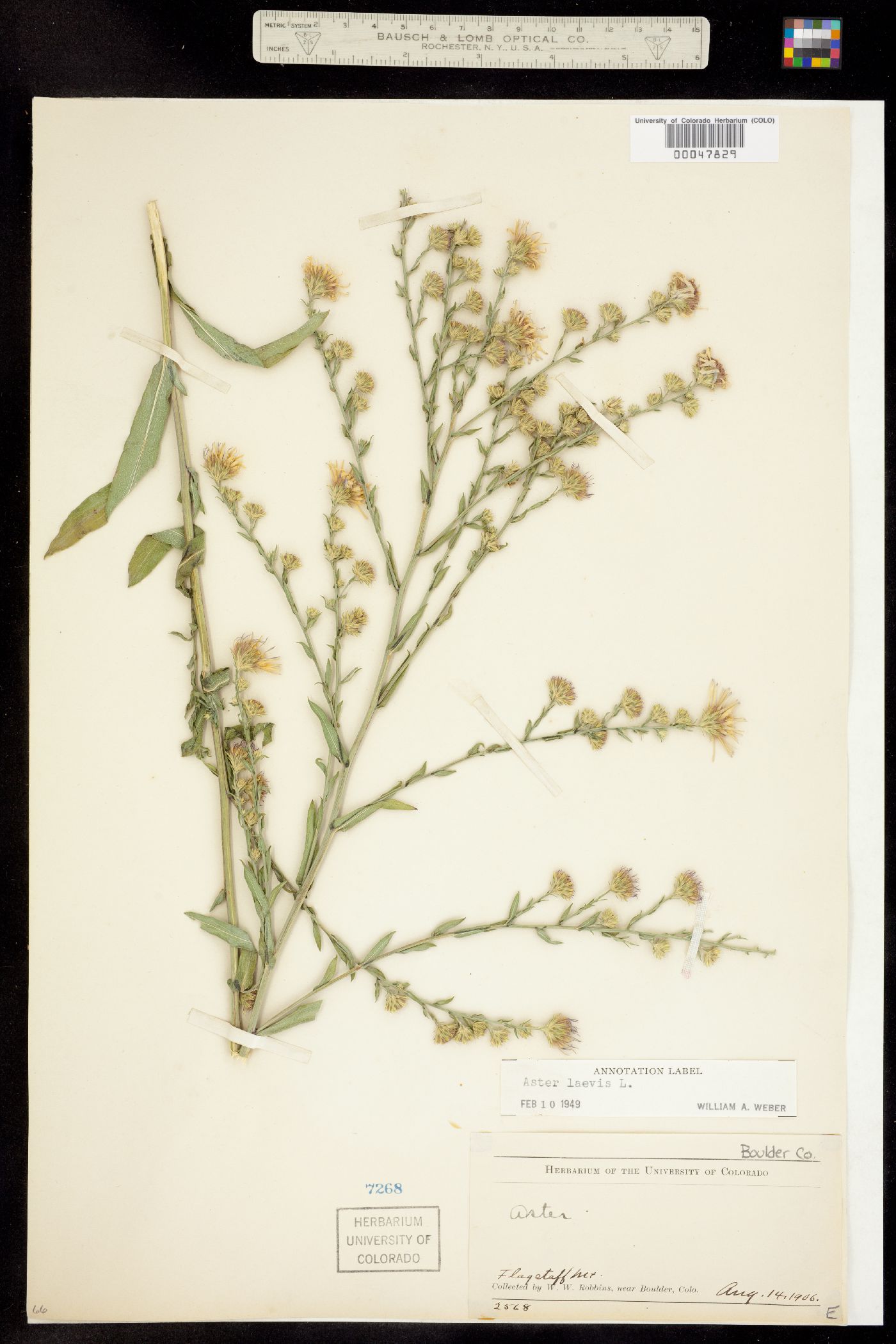 Symphyotrichum laeve image