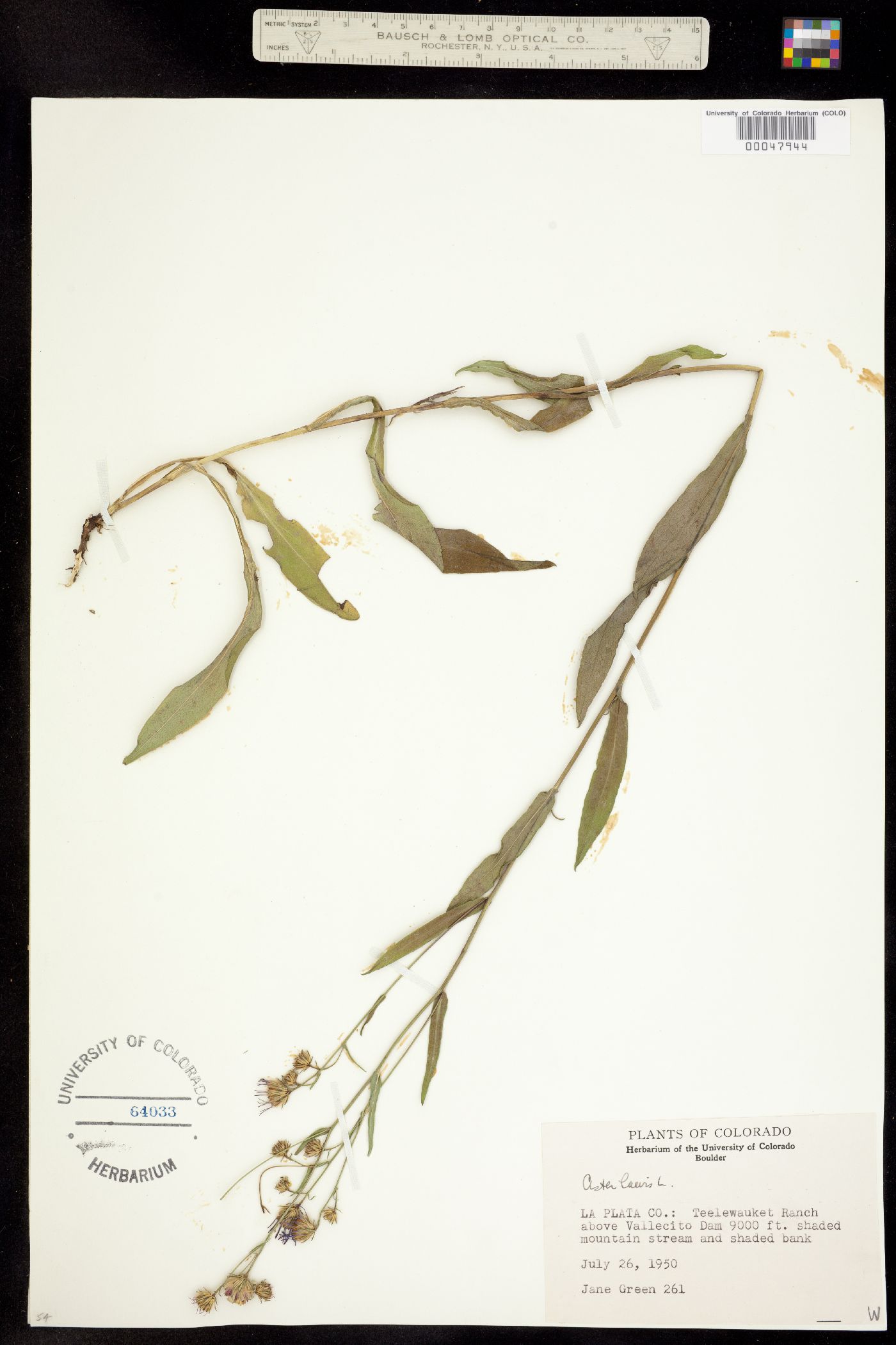 Aster image