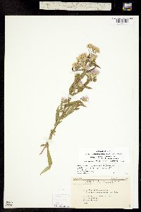 Aster lanceolatus ssp. hesperius image