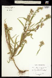 Aster lanceolatus ssp. hesperius image