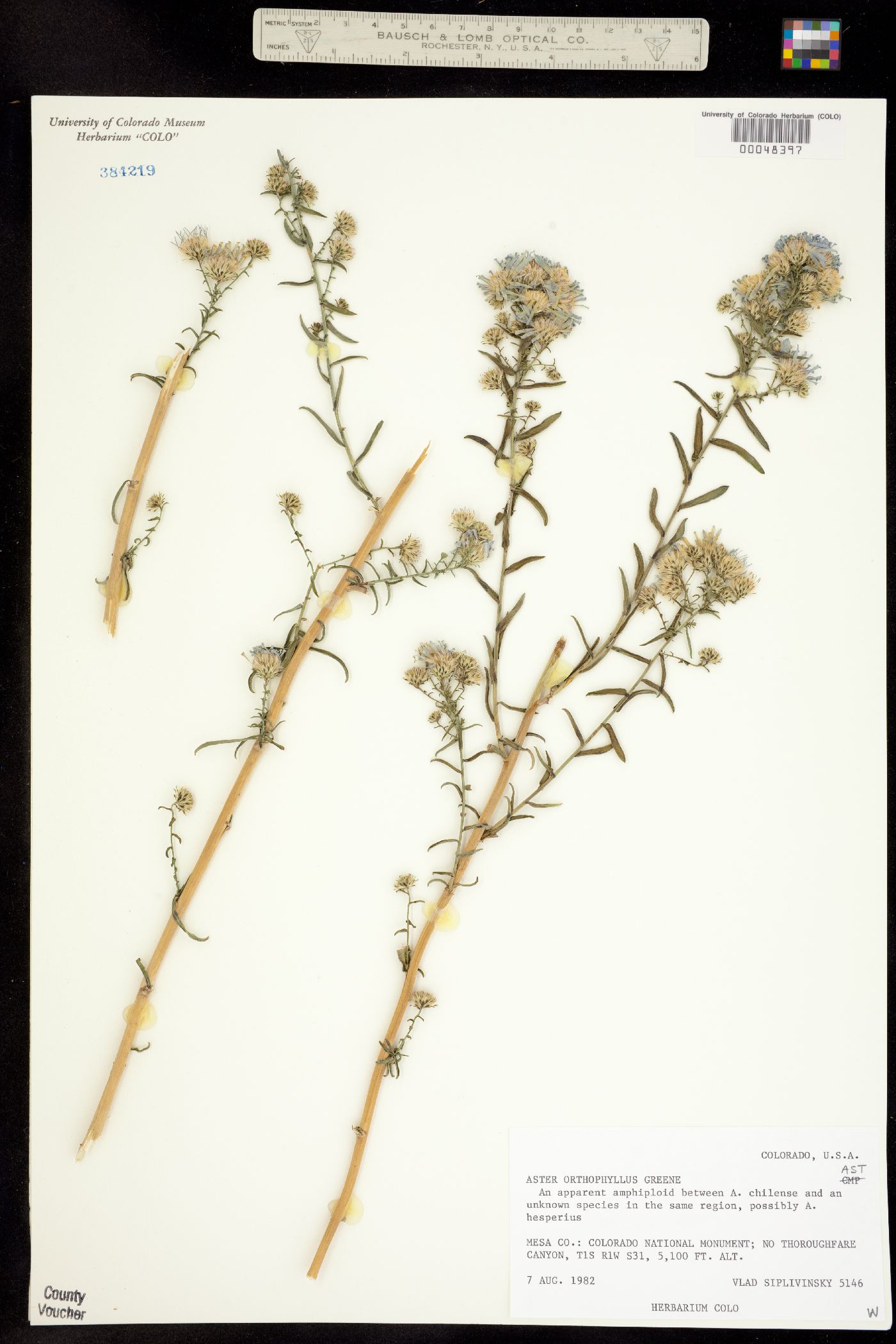 Aster orthophyllus image