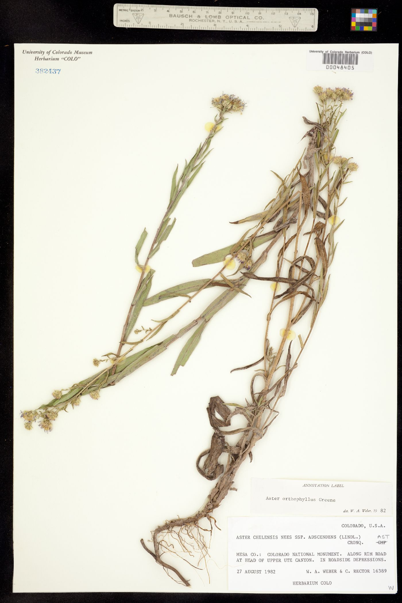 Aster orthophyllus image
