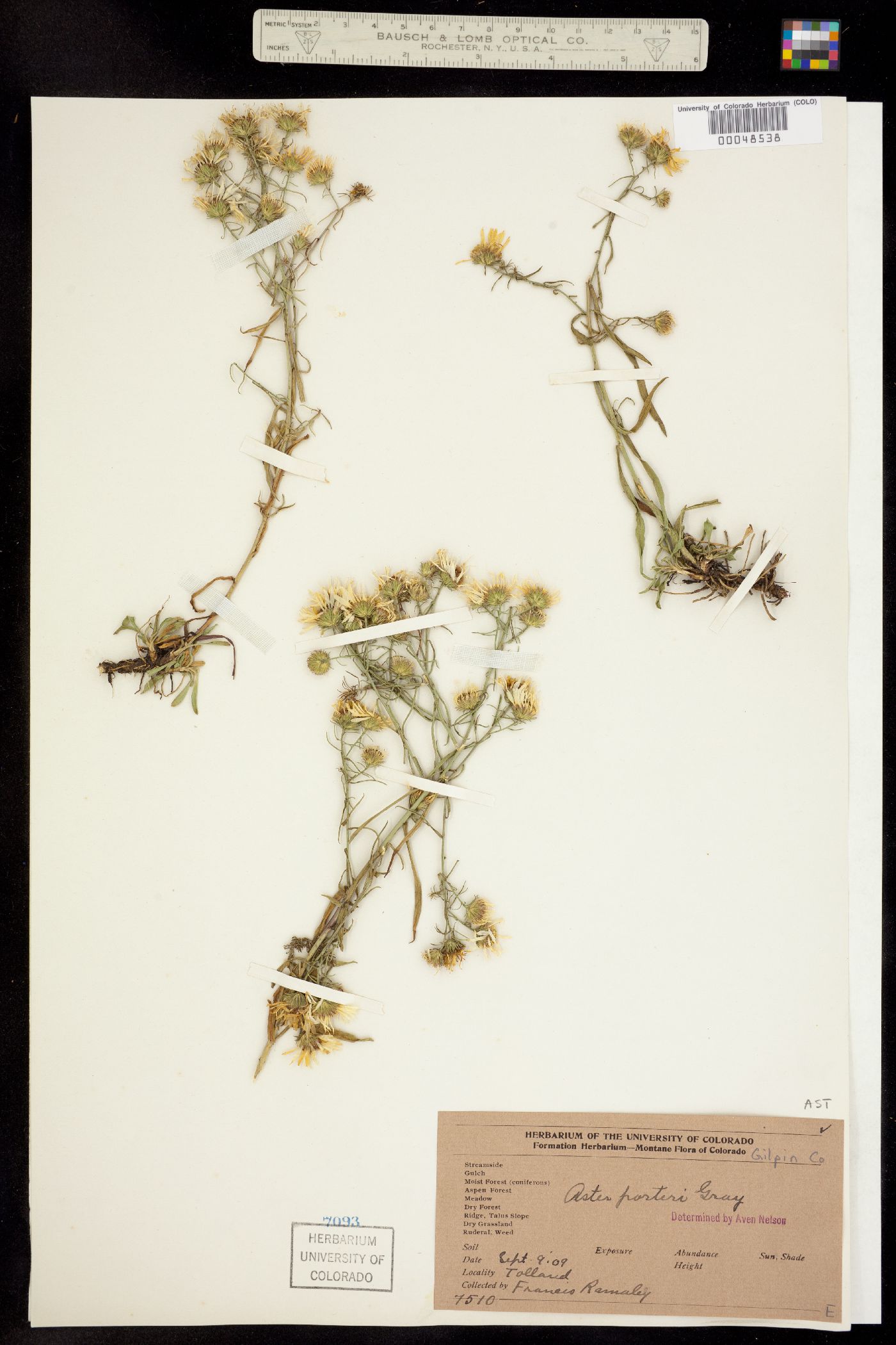 Symphyotrichum porteri image