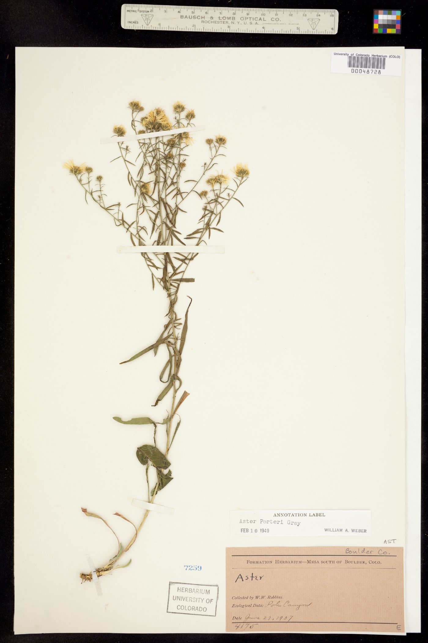 Symphyotrichum porteri image