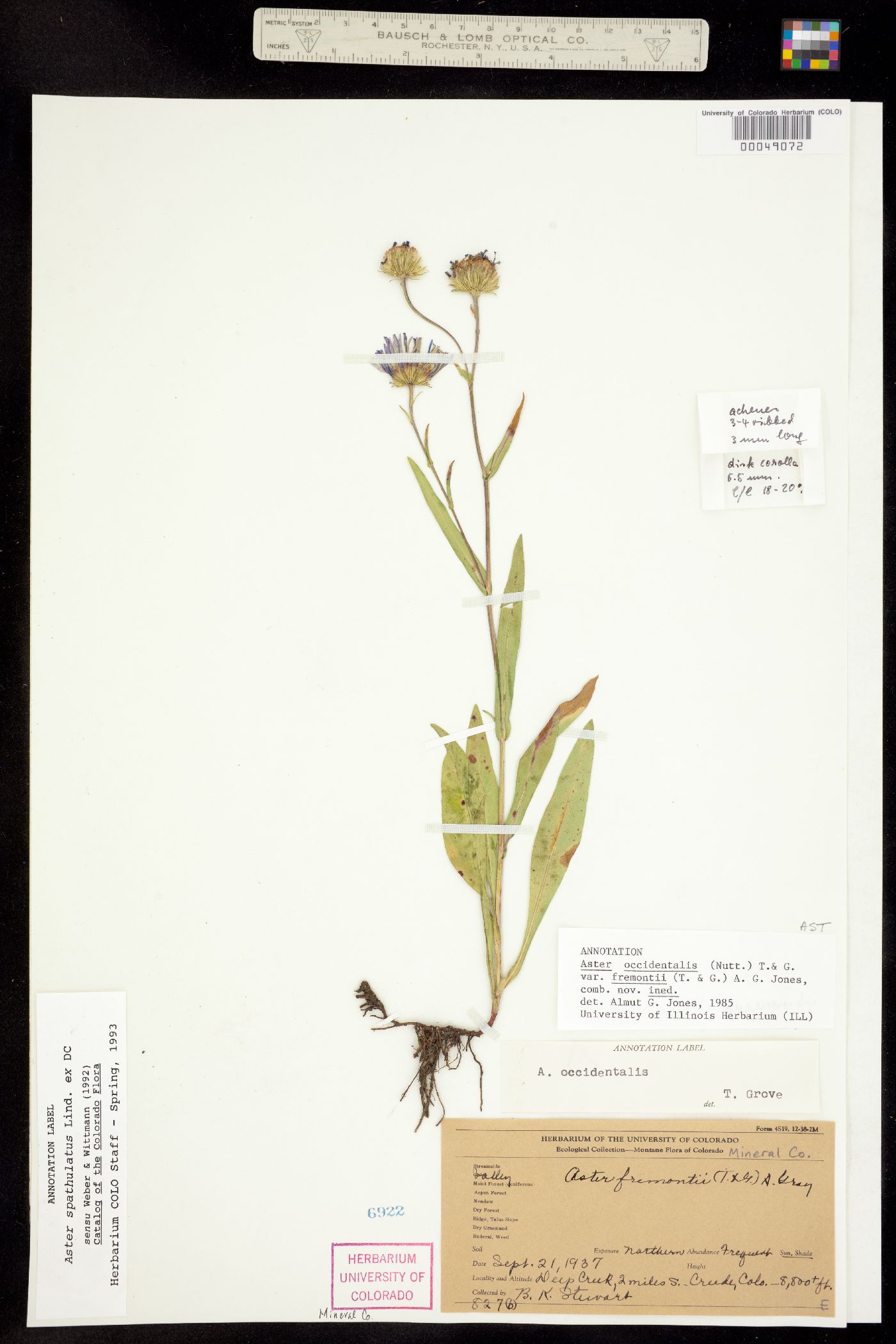 Aster spathulatus image