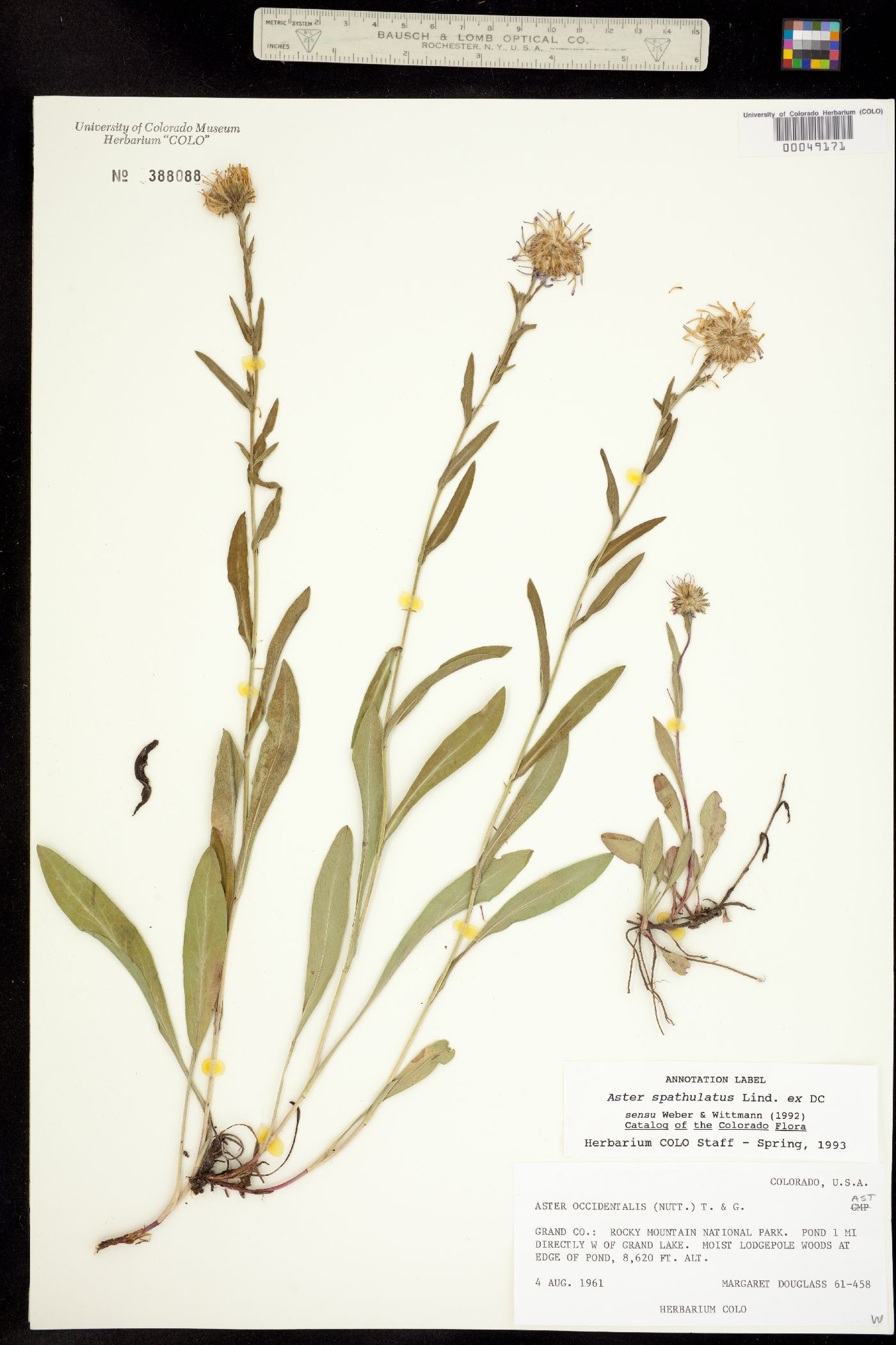 Aster spathulatus image