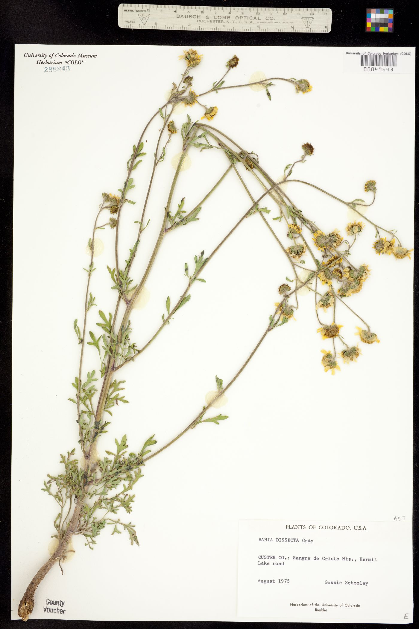 Bahia dissecta image